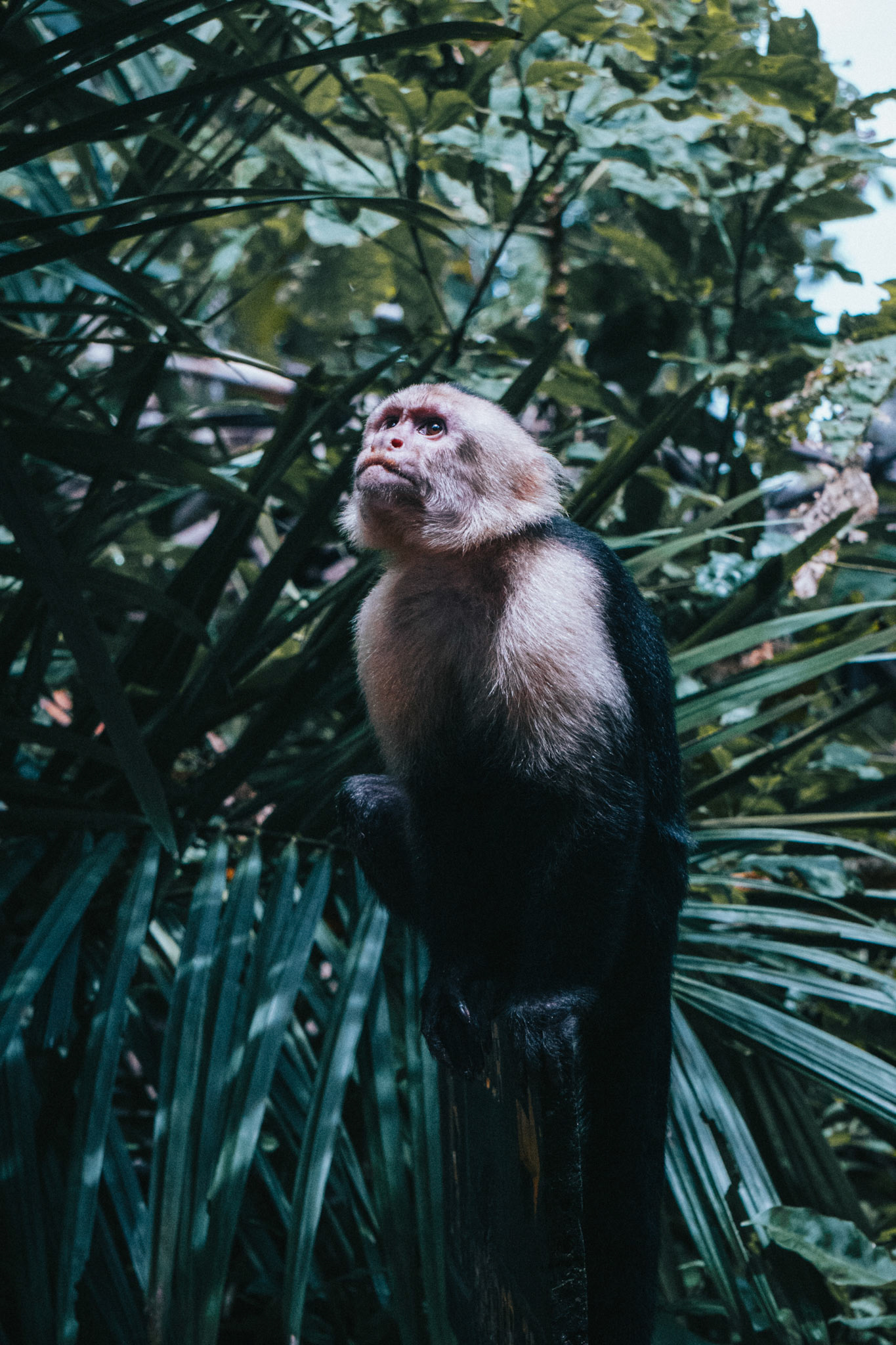Capuchin Monkey