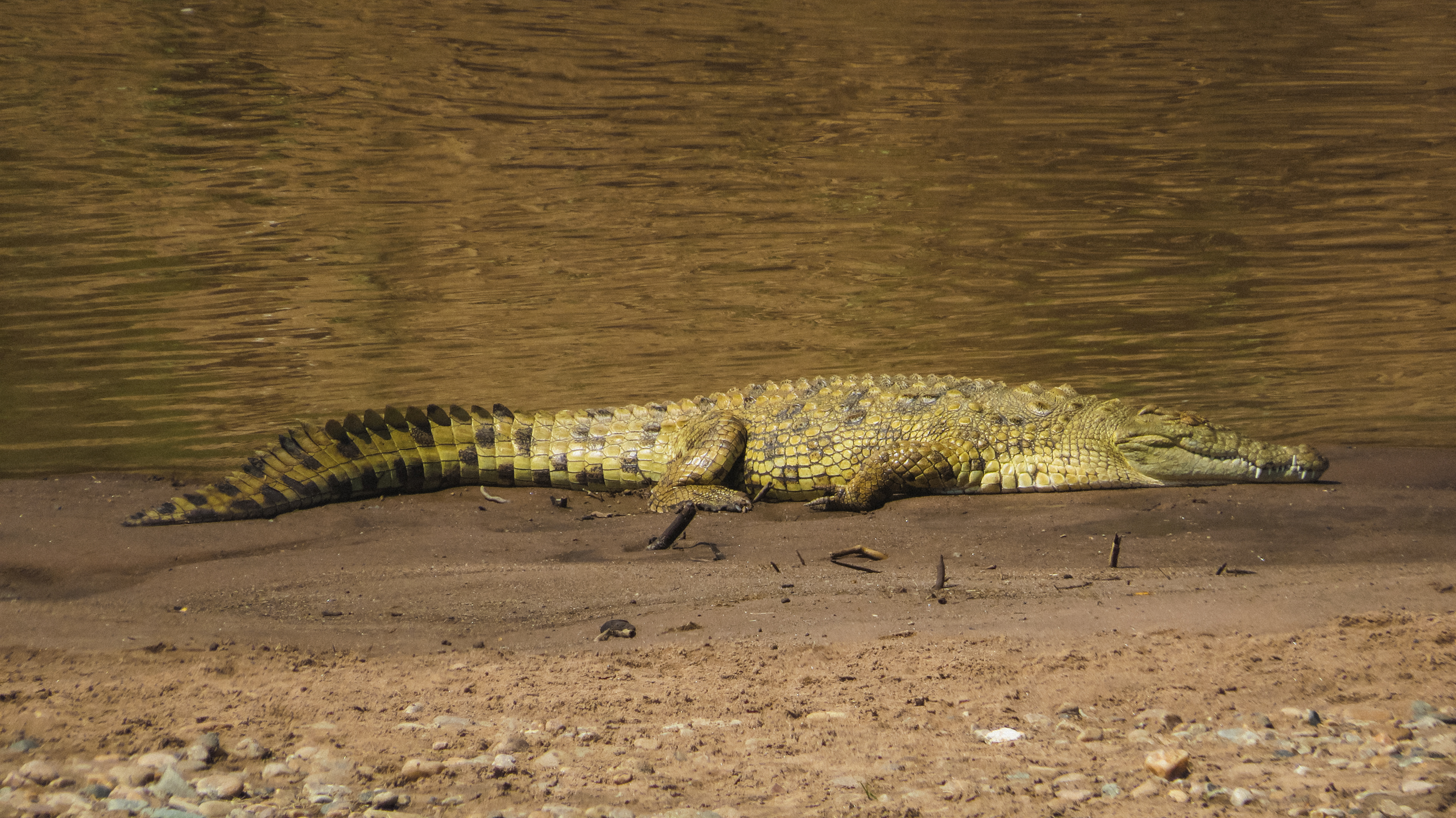 Crocodile