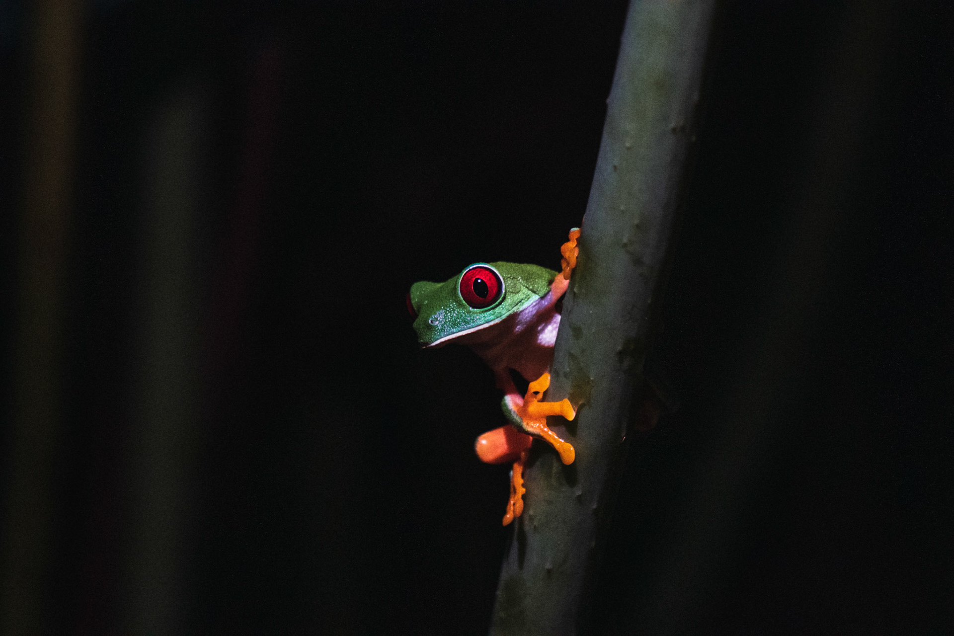 Tree Frog