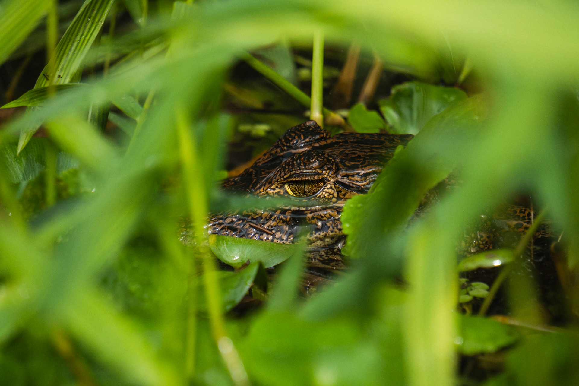 Alligator