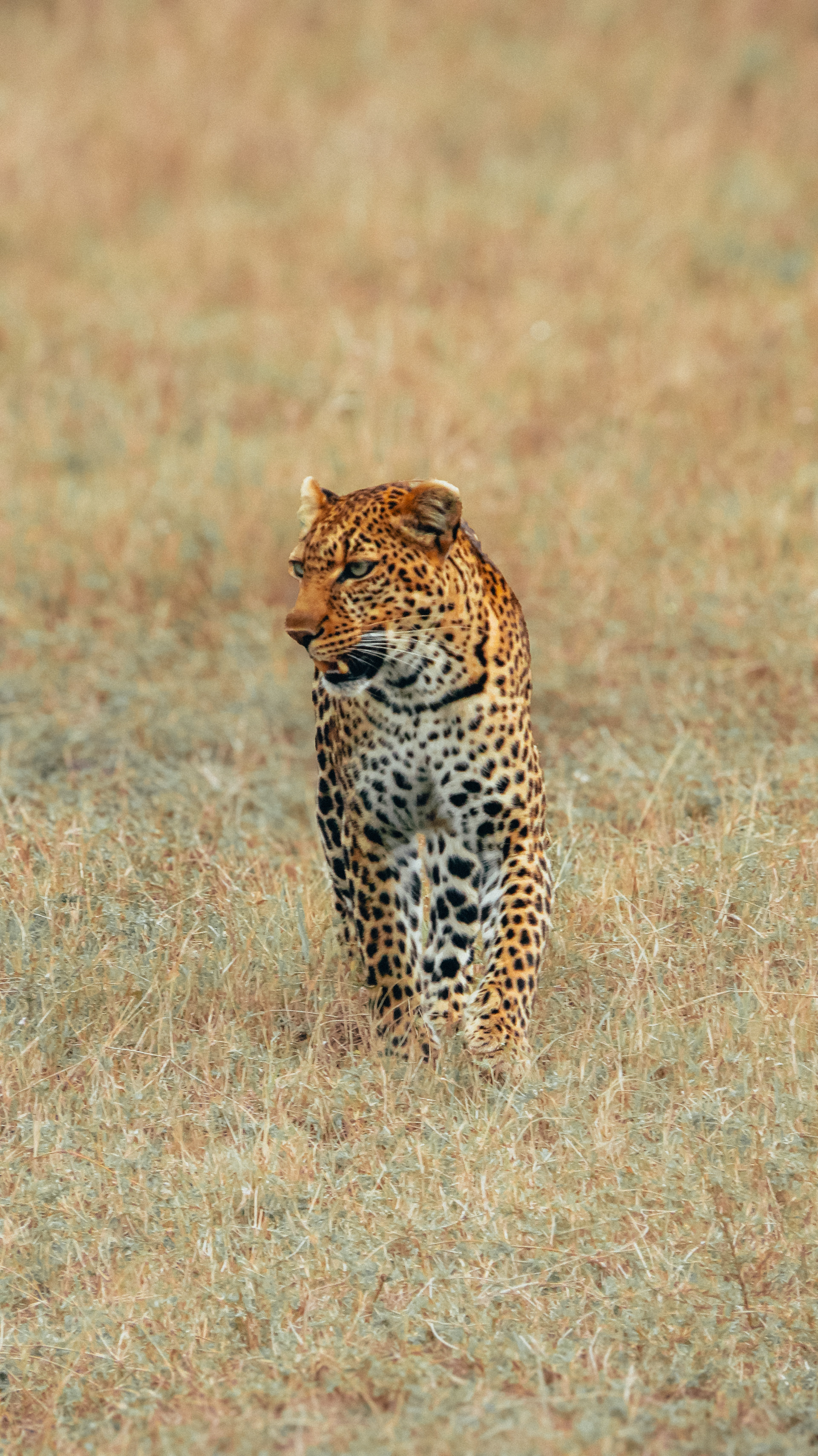 Leopard