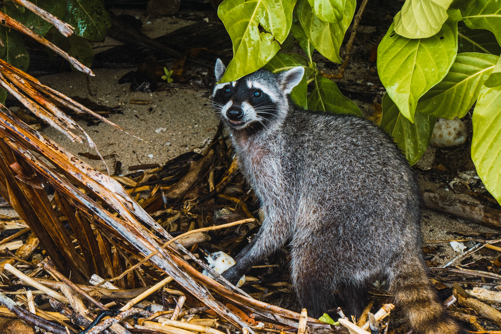 Raccoon