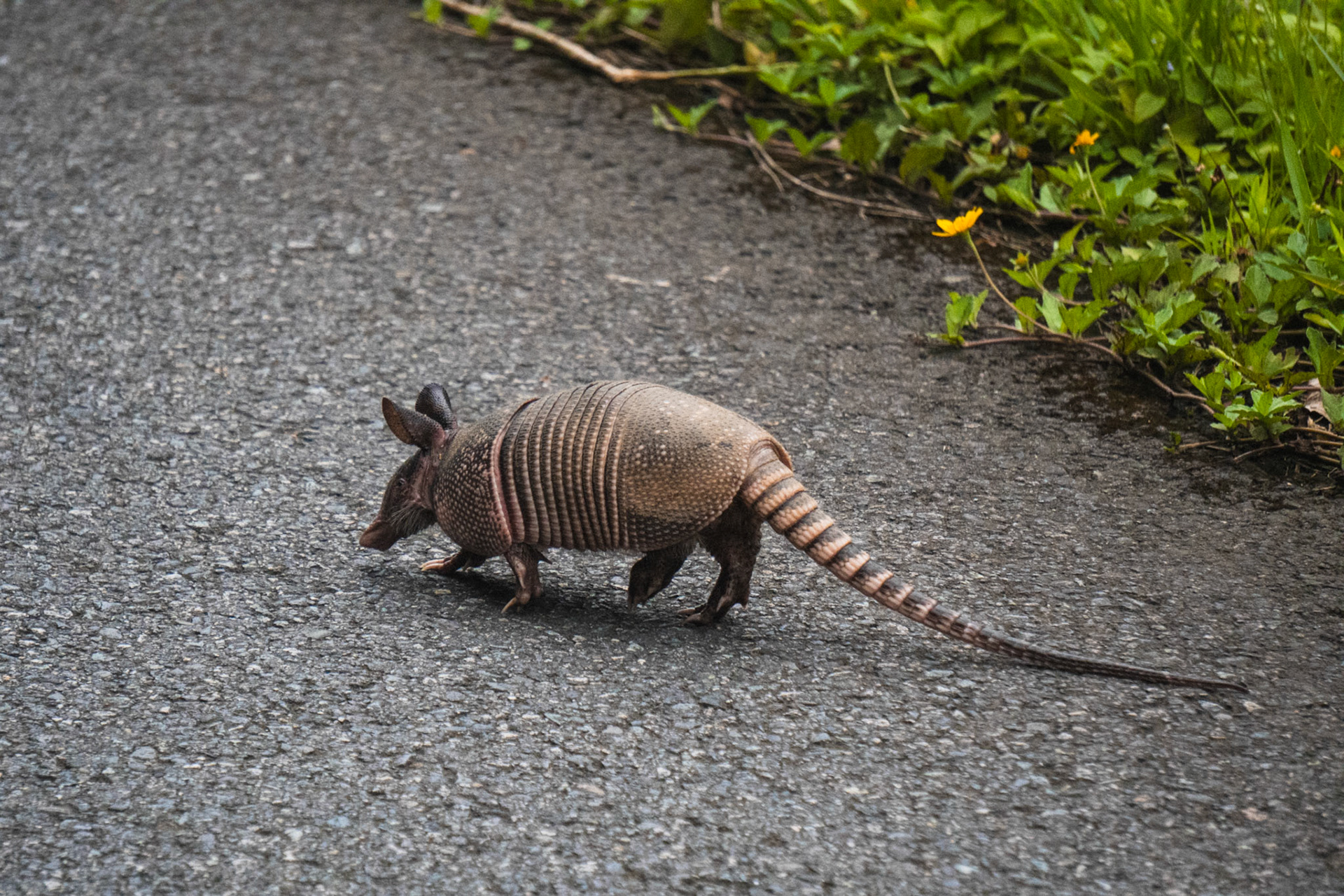Armadillo