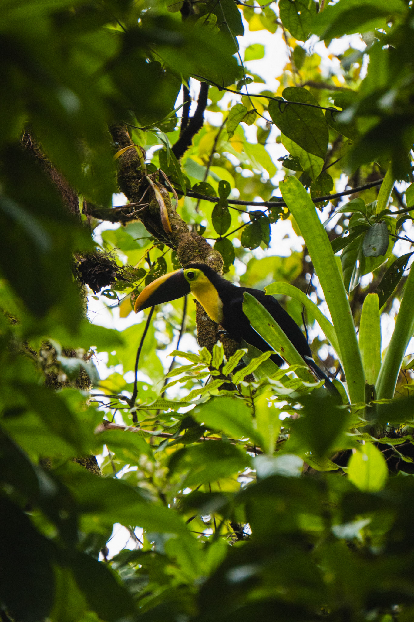 Toucan