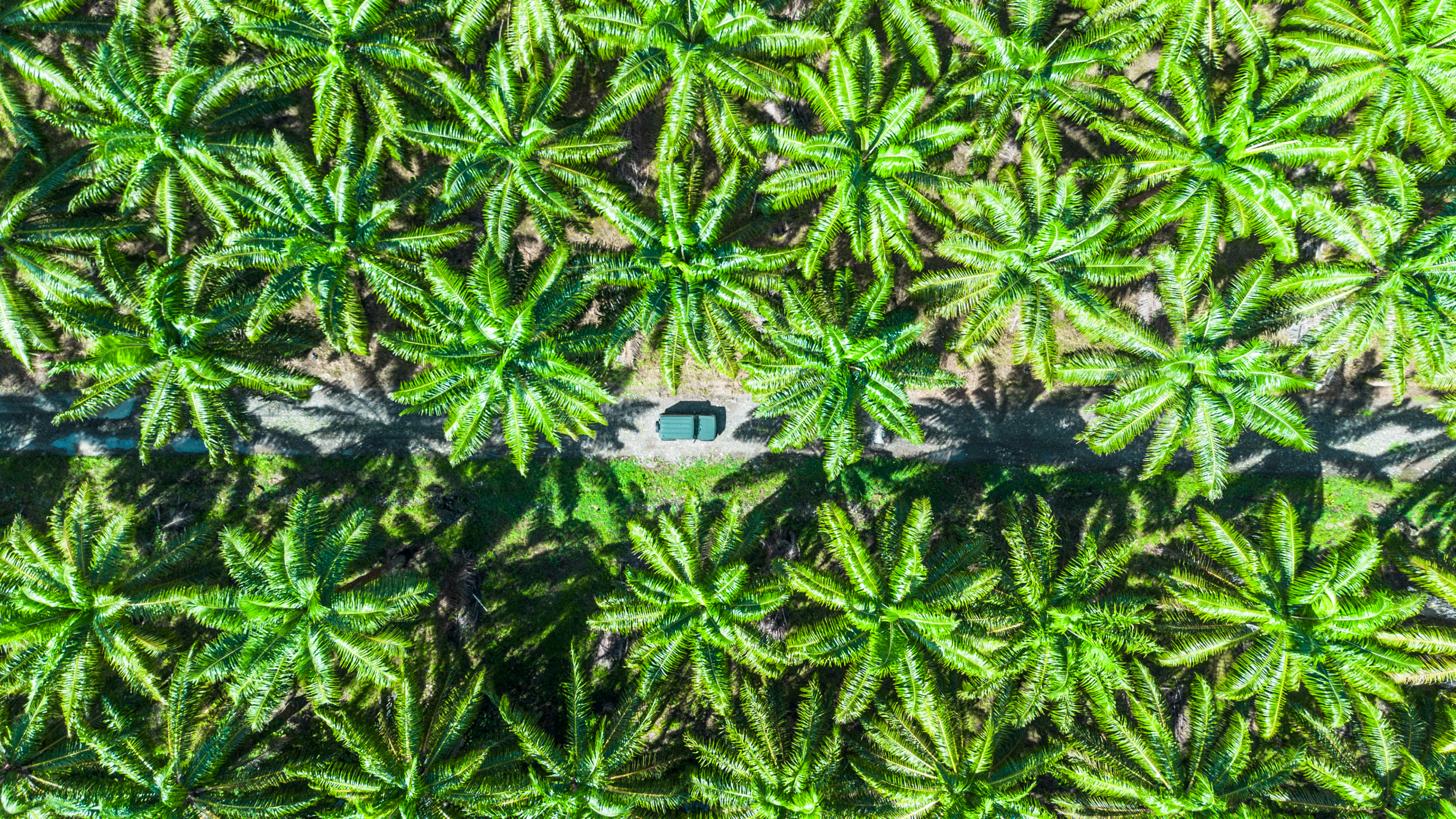 Sierpe Palm Grove