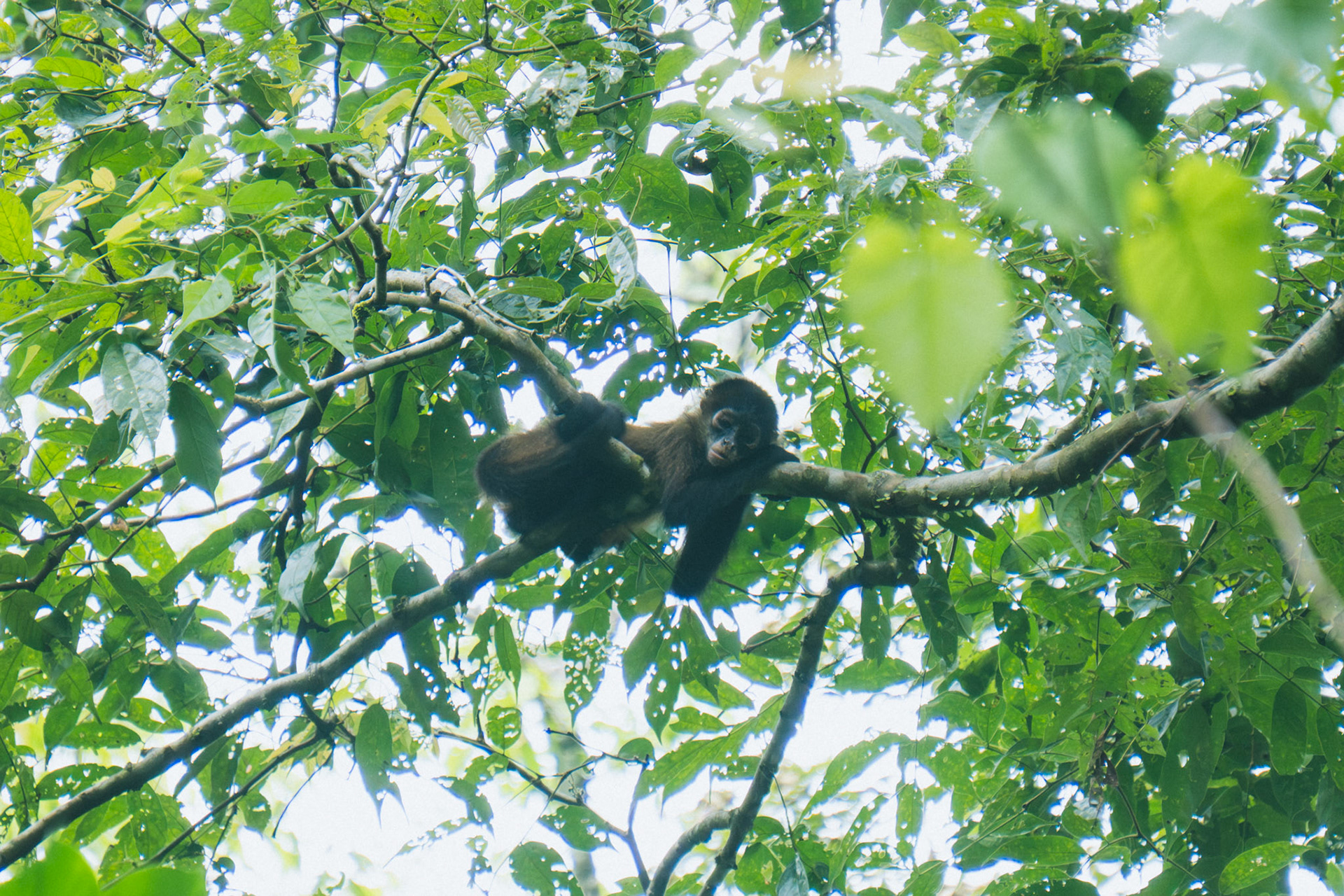 Spider Monkey