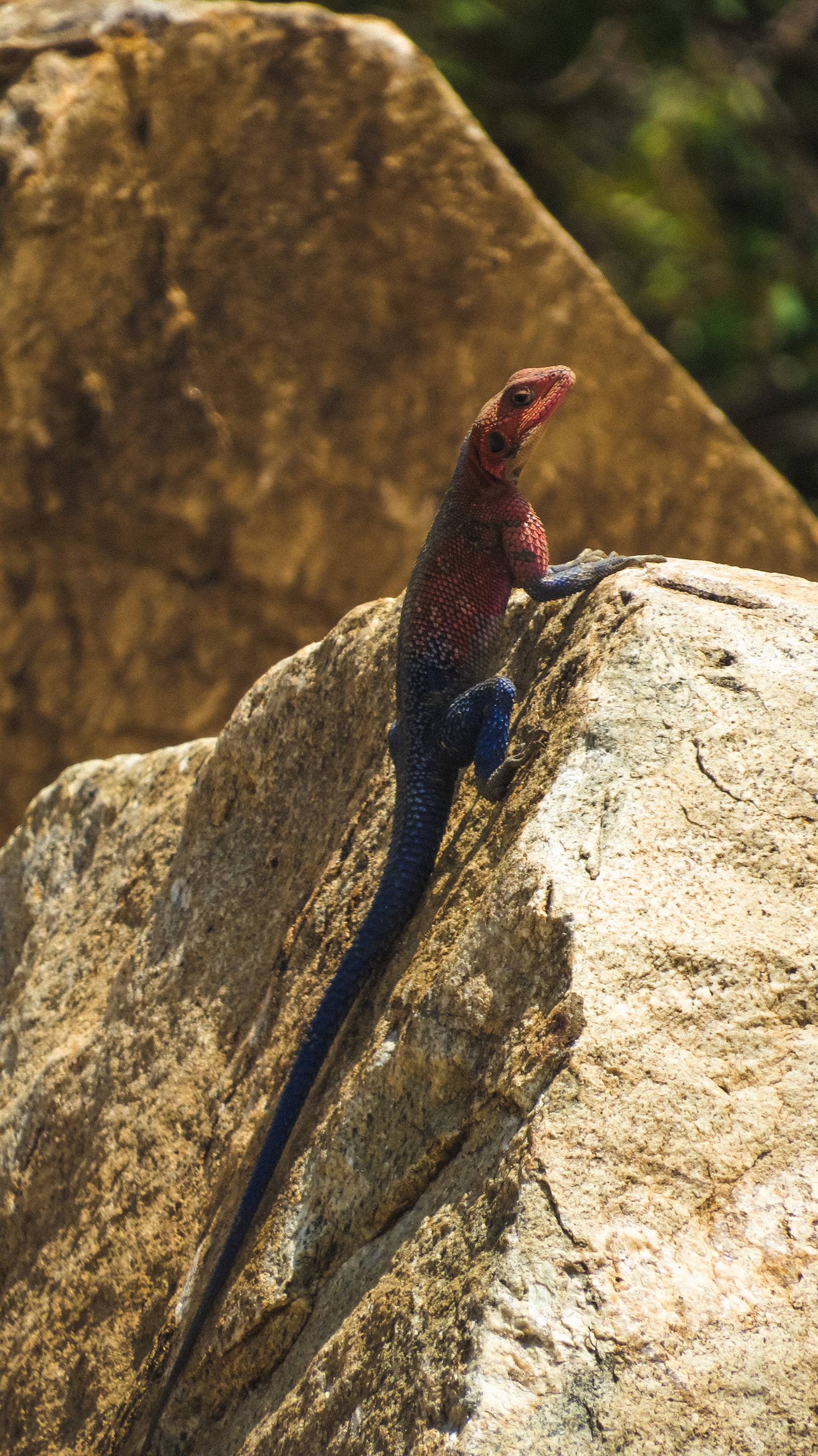 Lizzard
