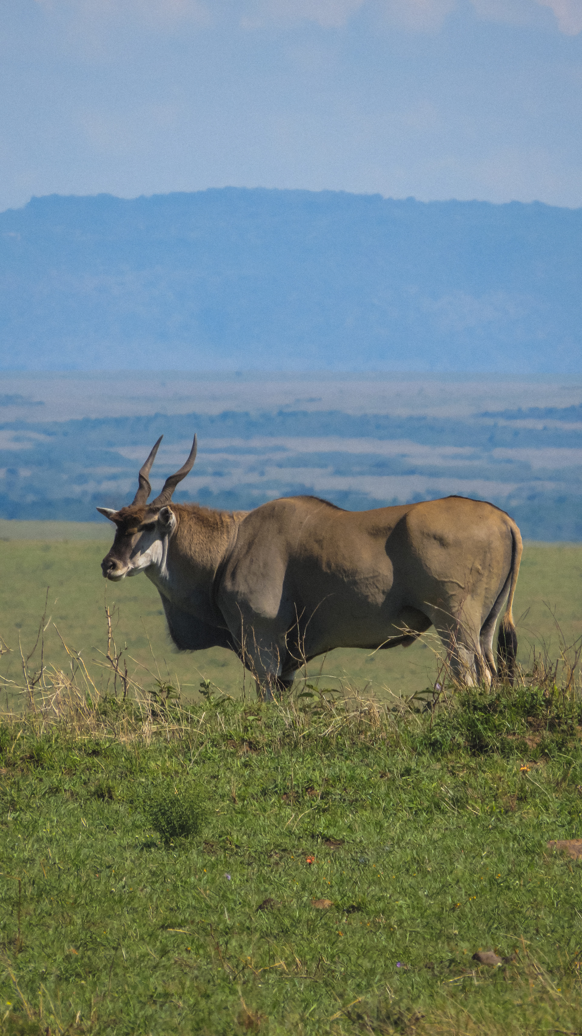 Eland