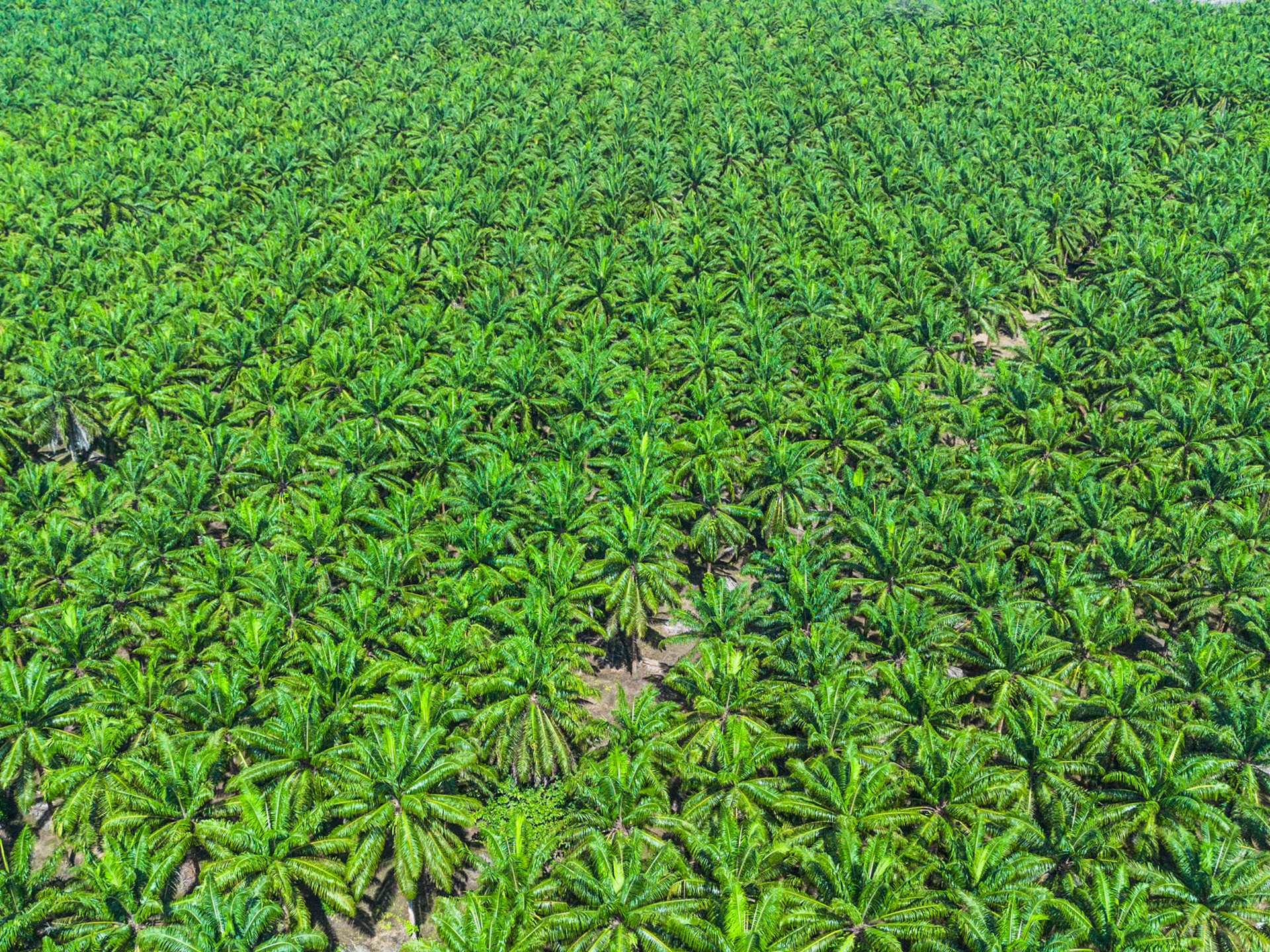 Sierpe Palm Grove