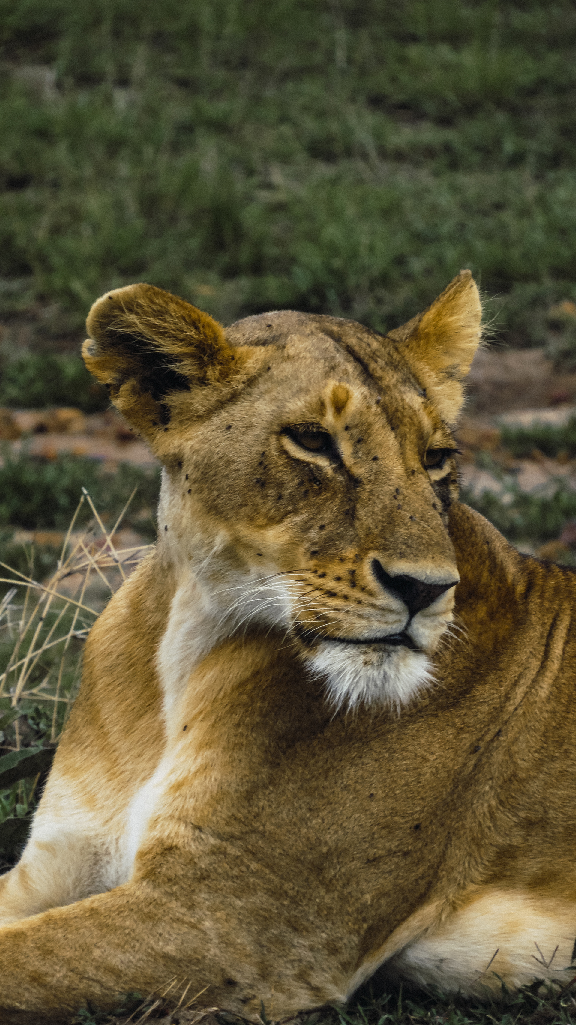 Female Lion