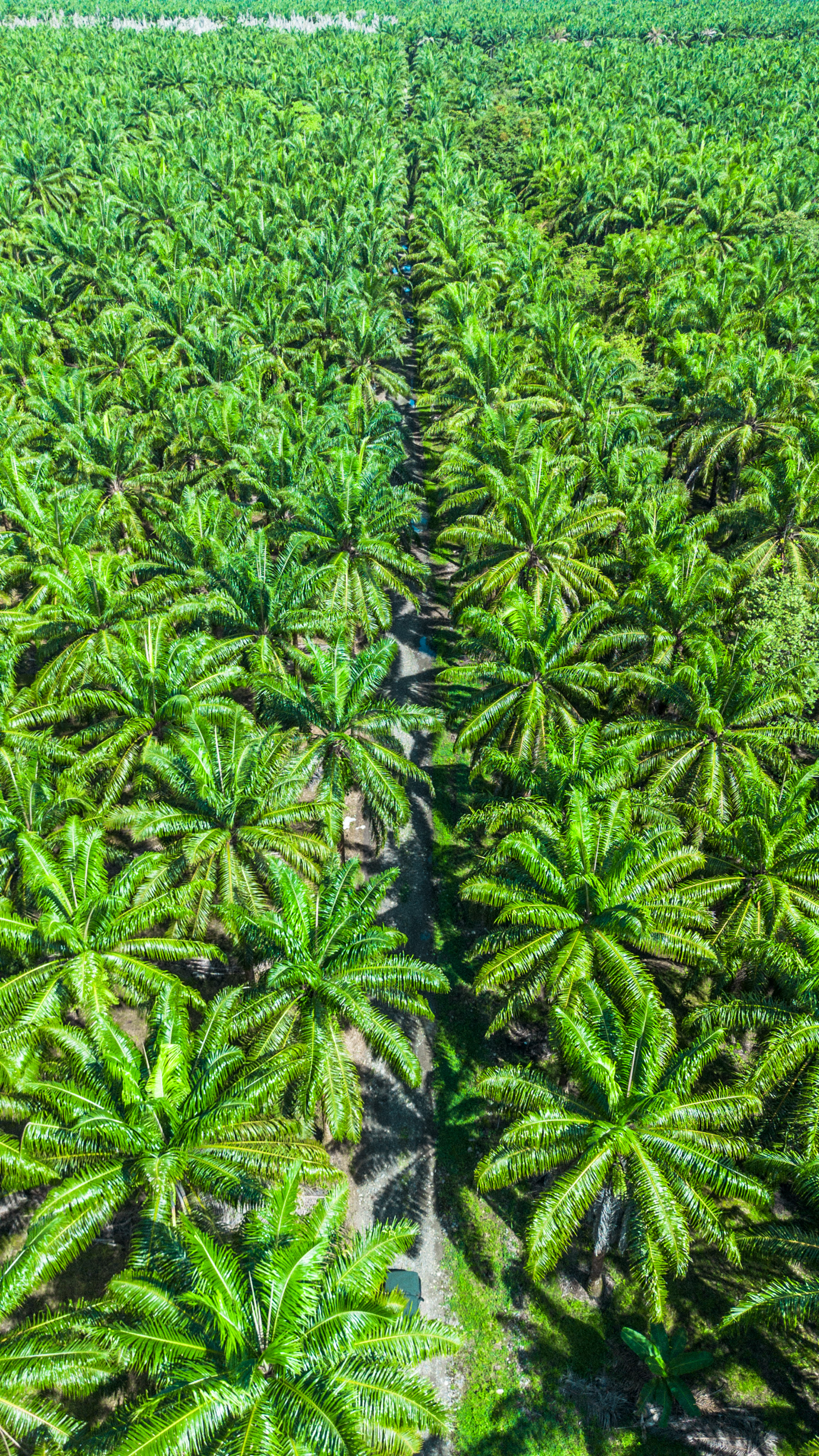 Sierpe Palm Grove