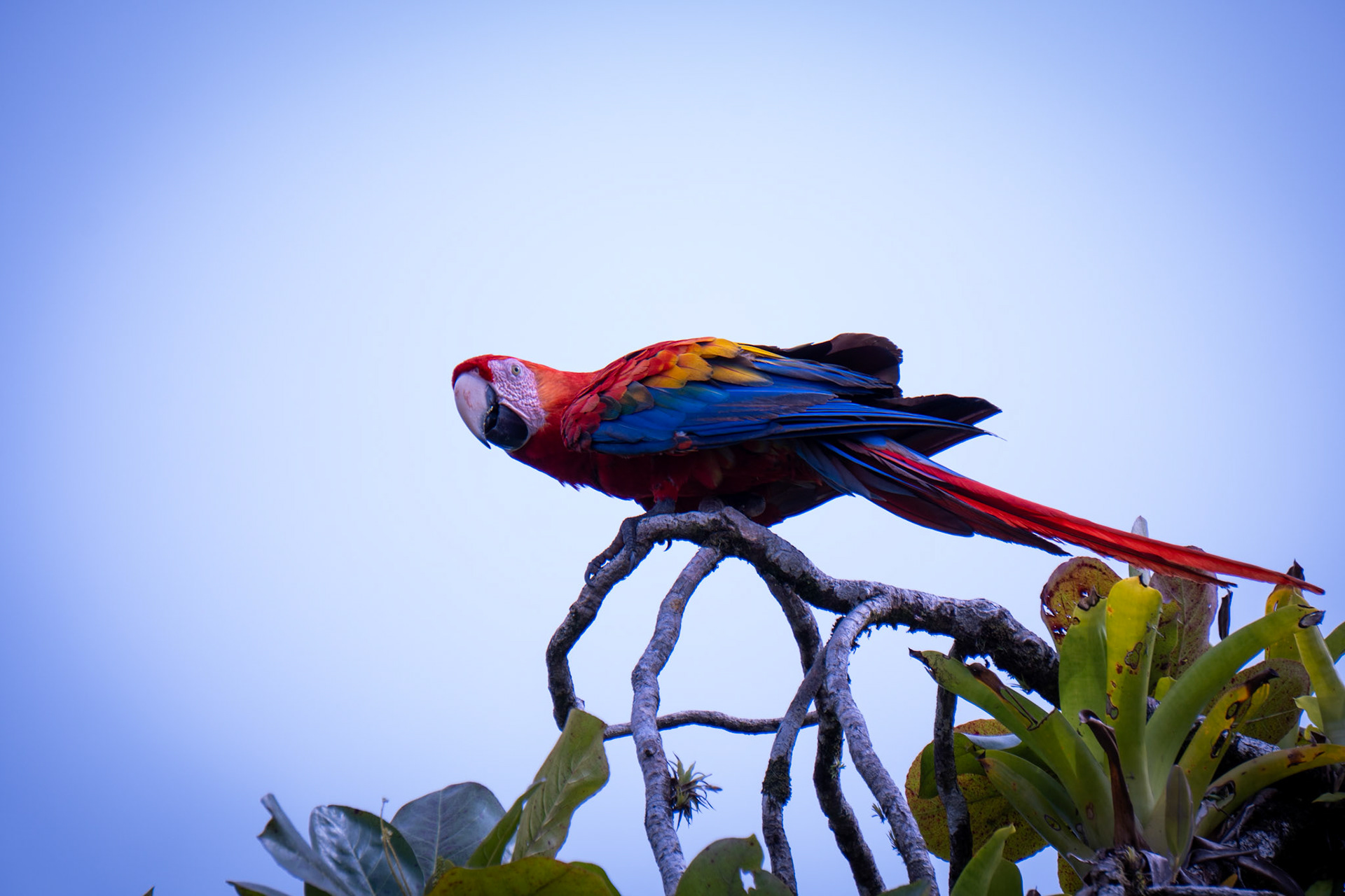 Scarlet macaw