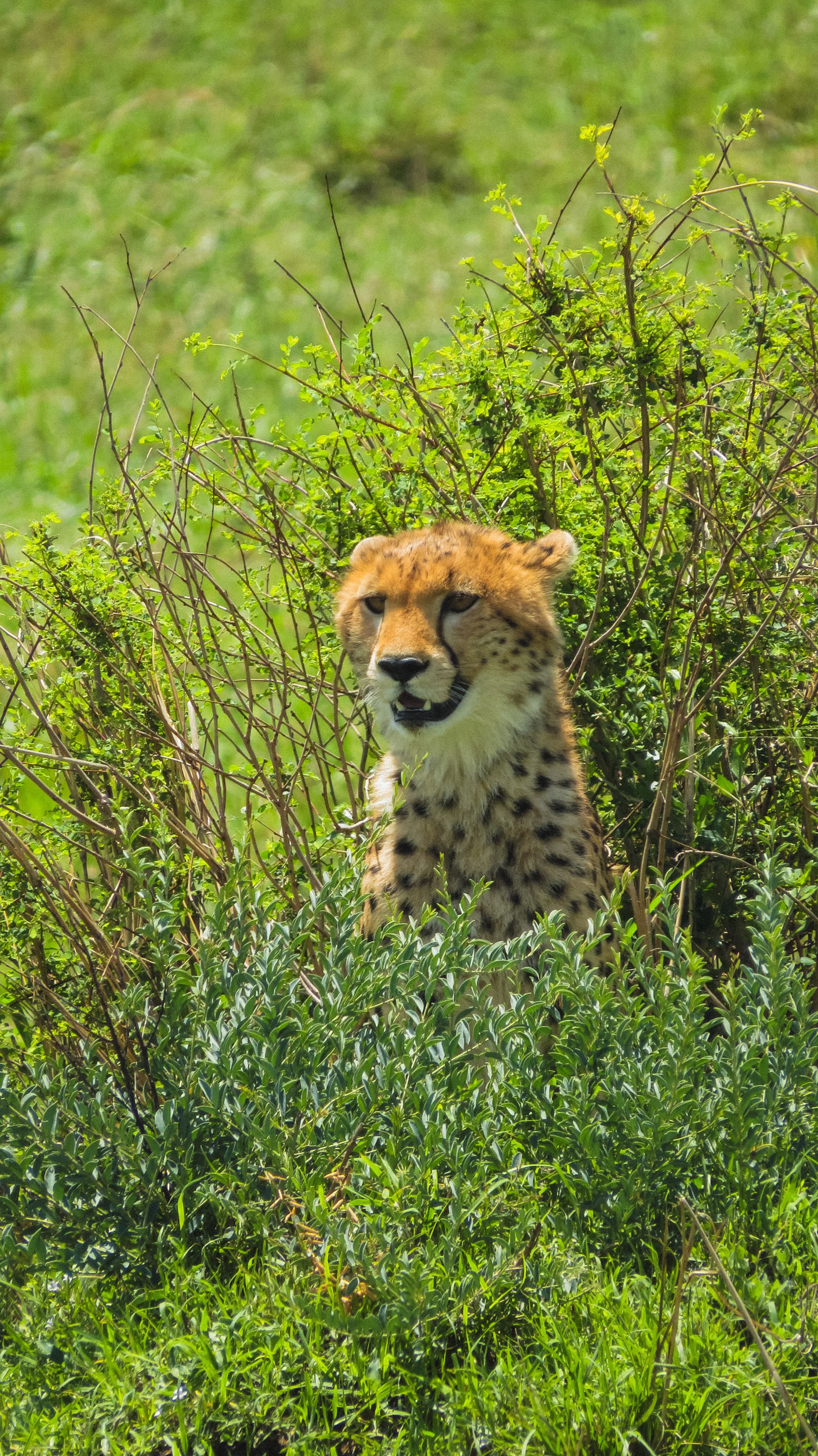 Cheetah