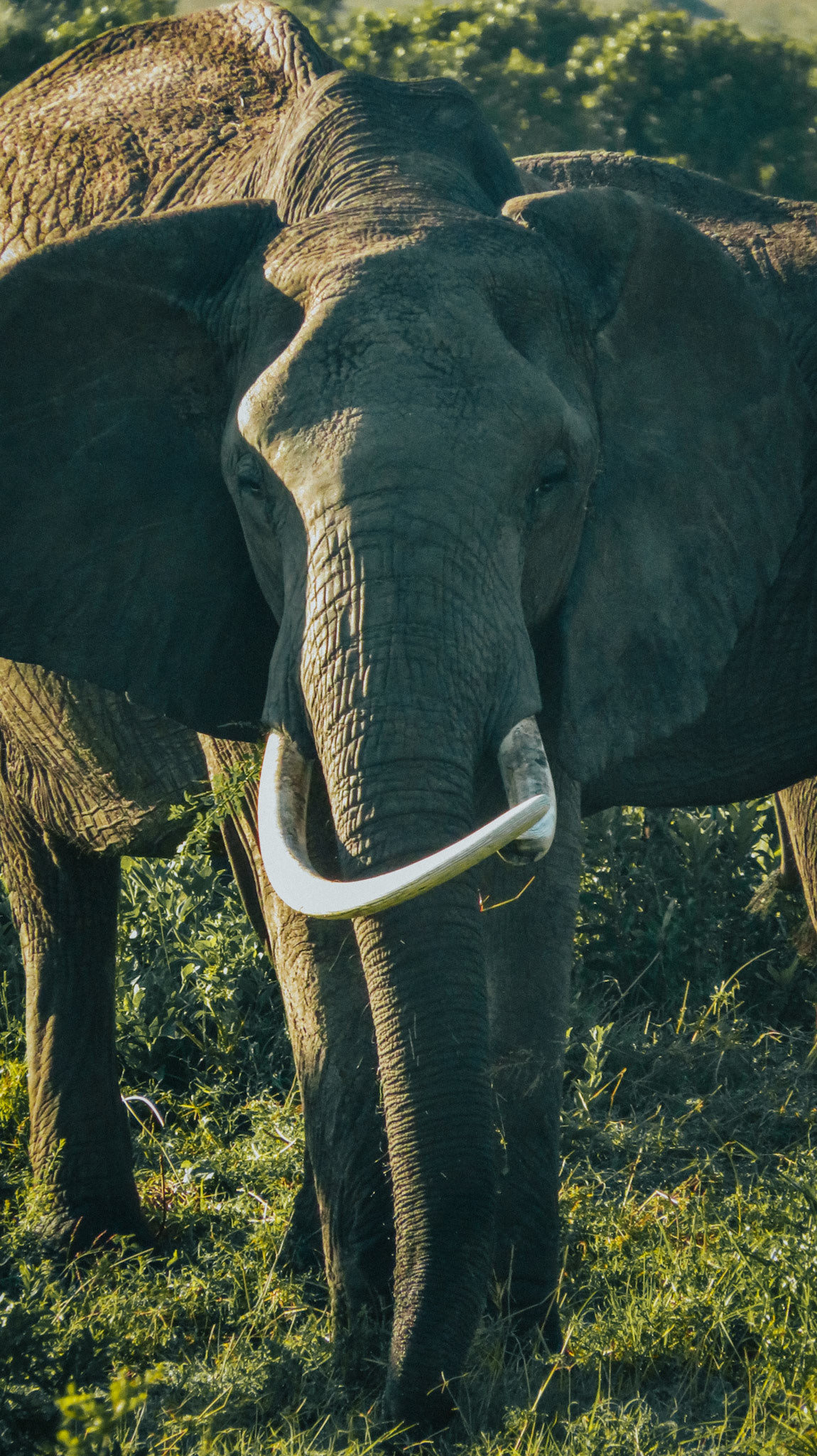 African Elephant