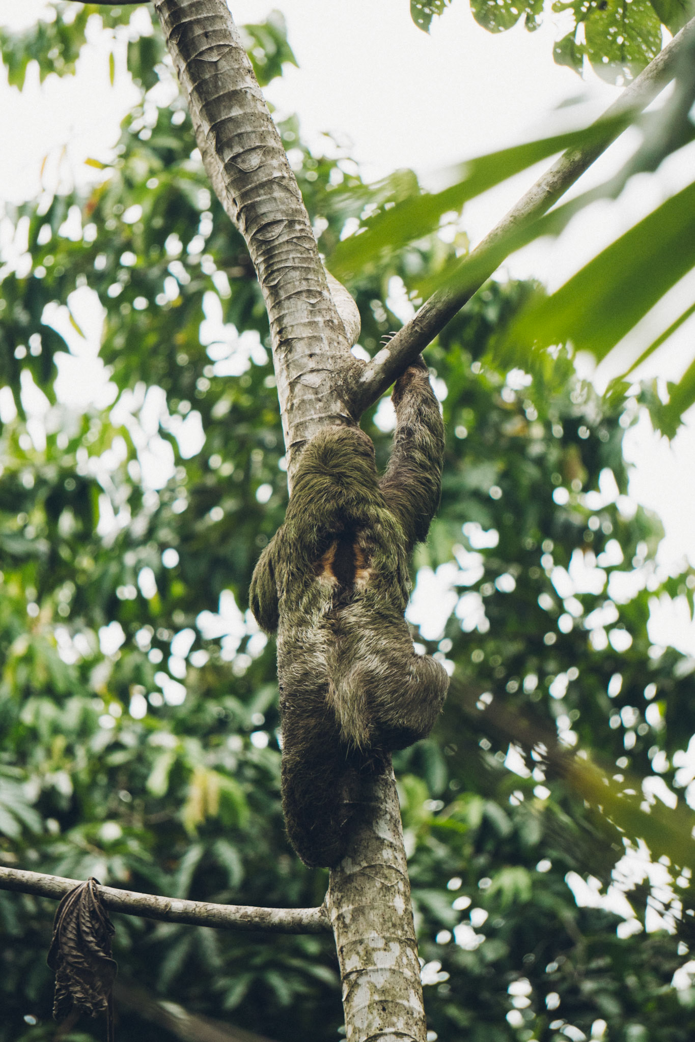Sloth