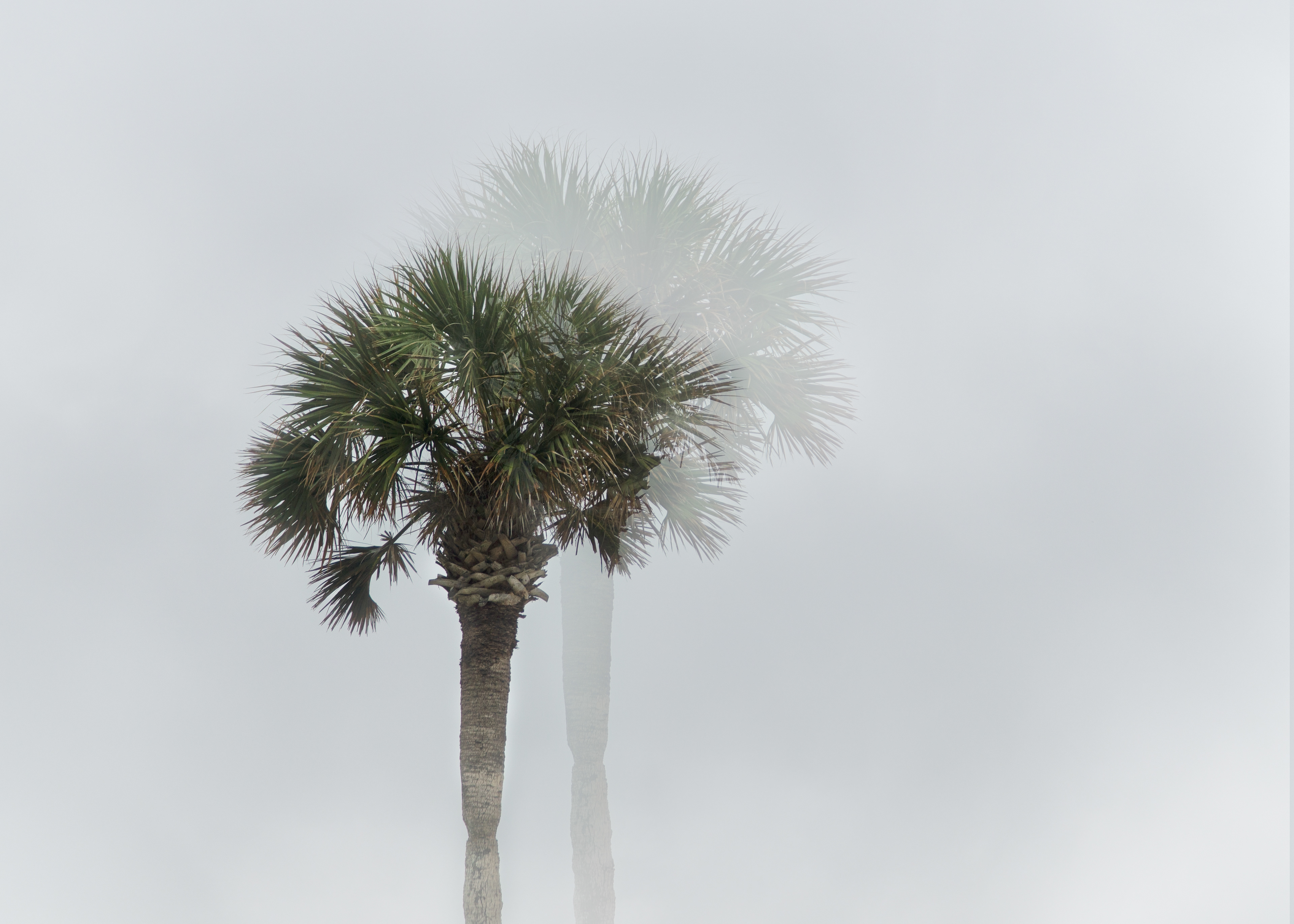 Palms in Fog
