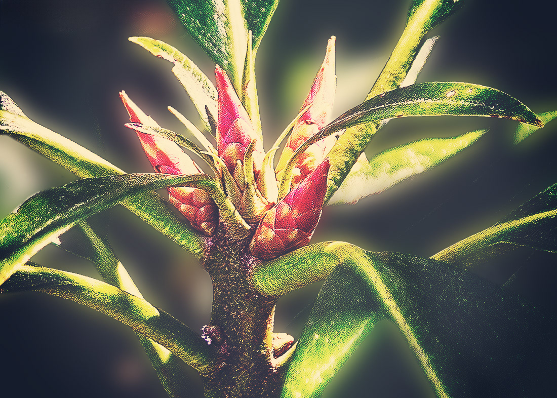 Rhododendron Buds