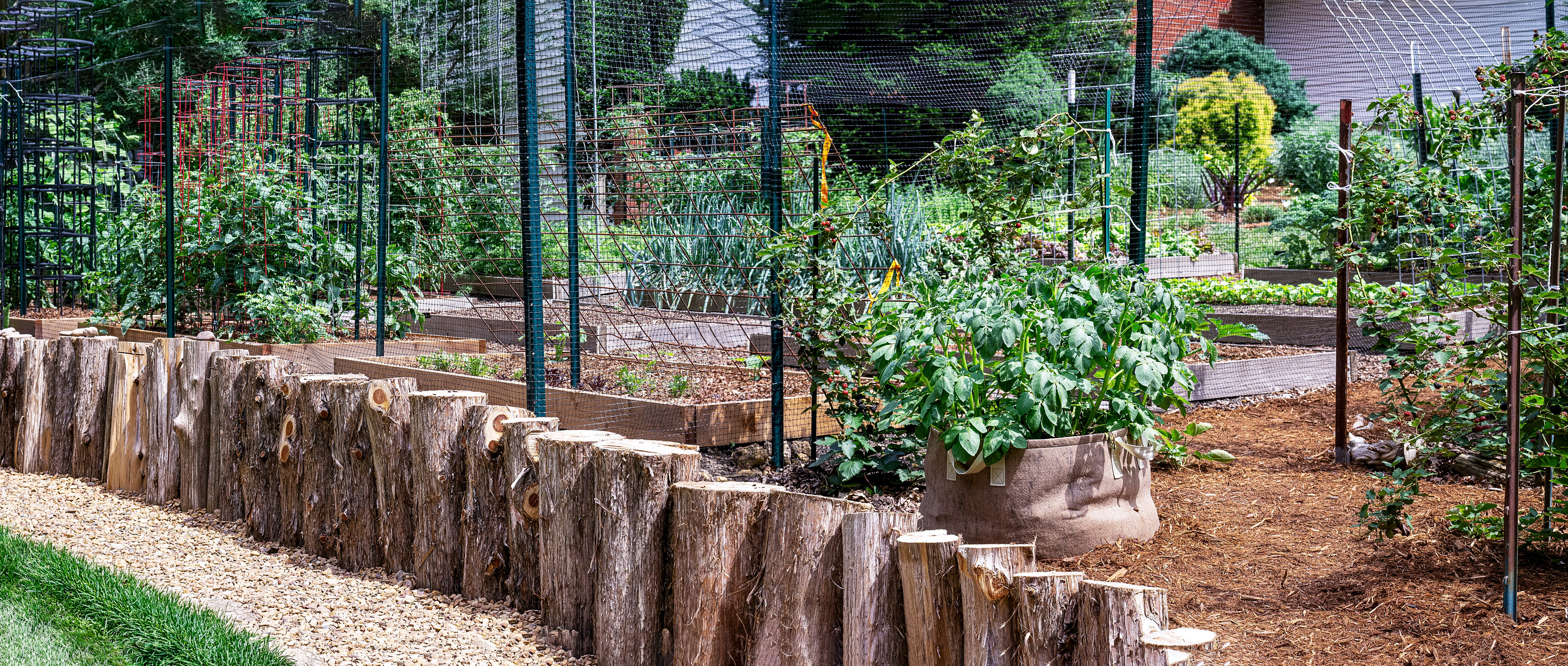 Robert St. Vegetable Garden
