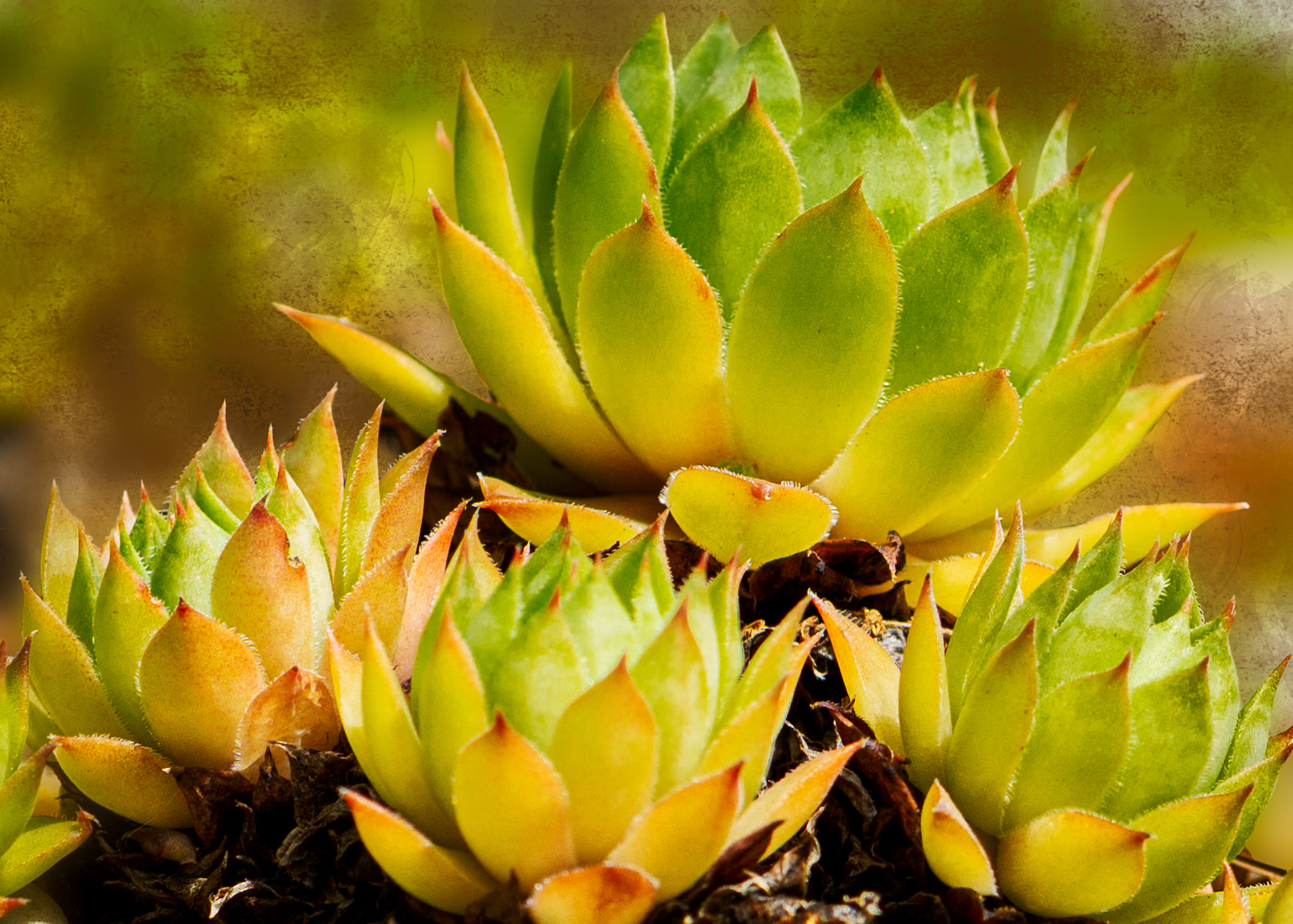 Cactus Garden