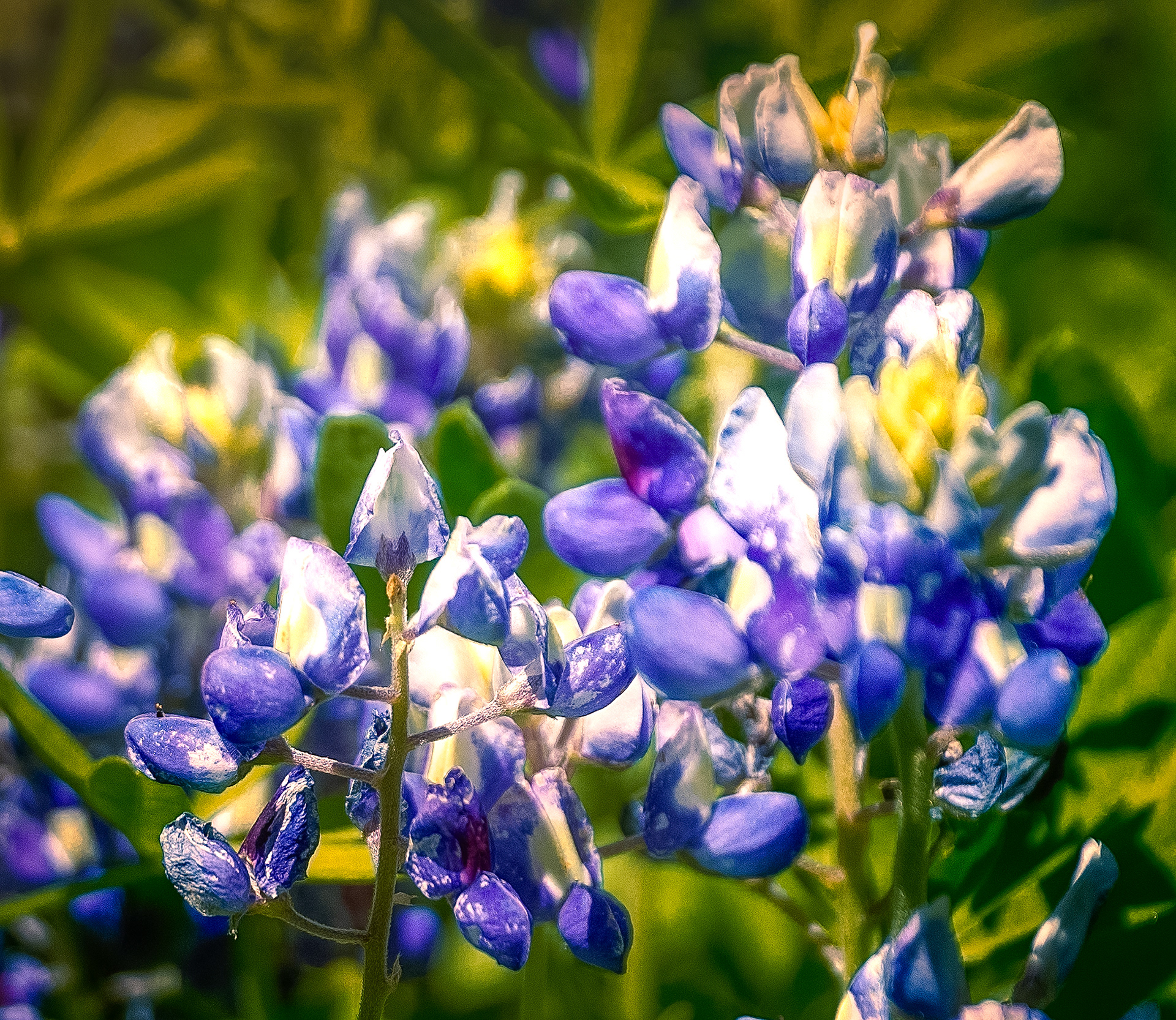 Texas Bluebonnets