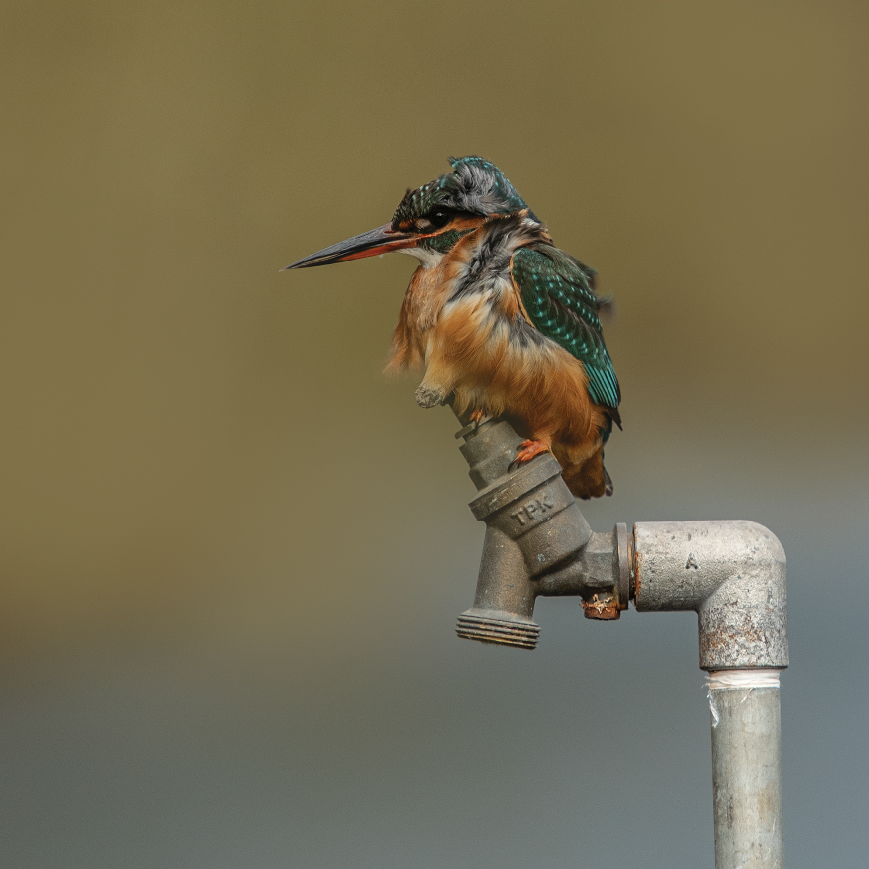 4. Kingfisher
