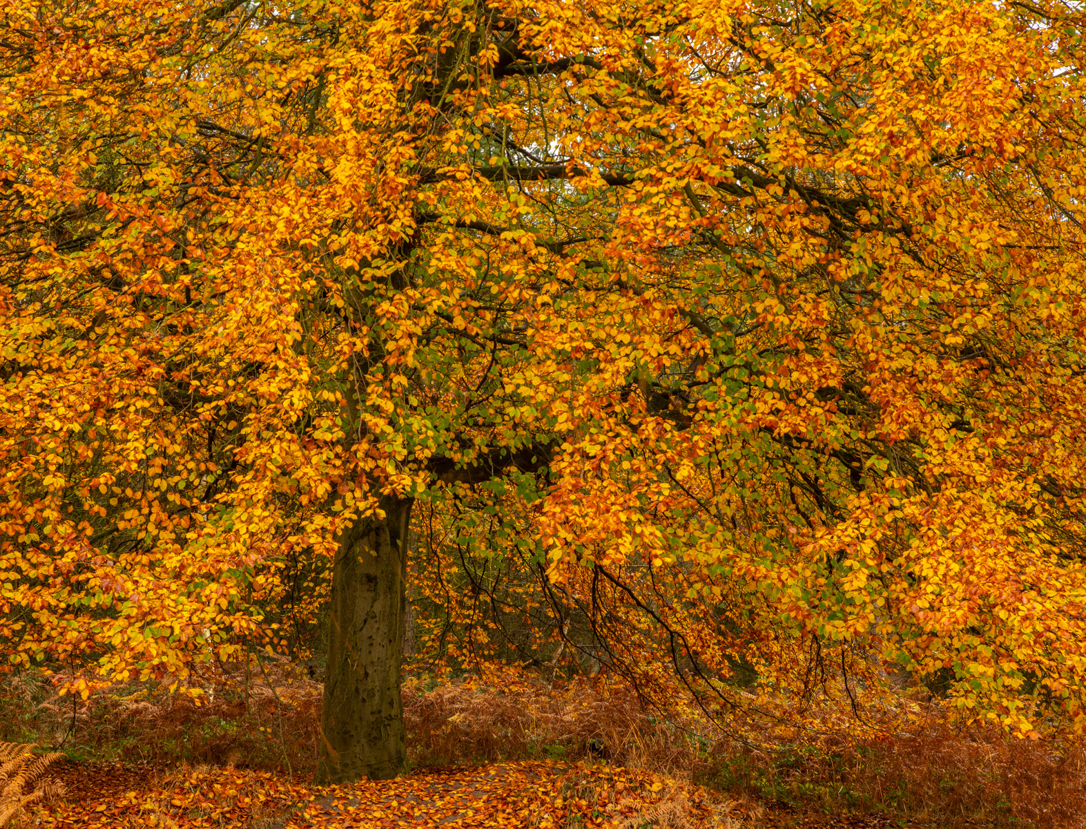 Colourful Canopy