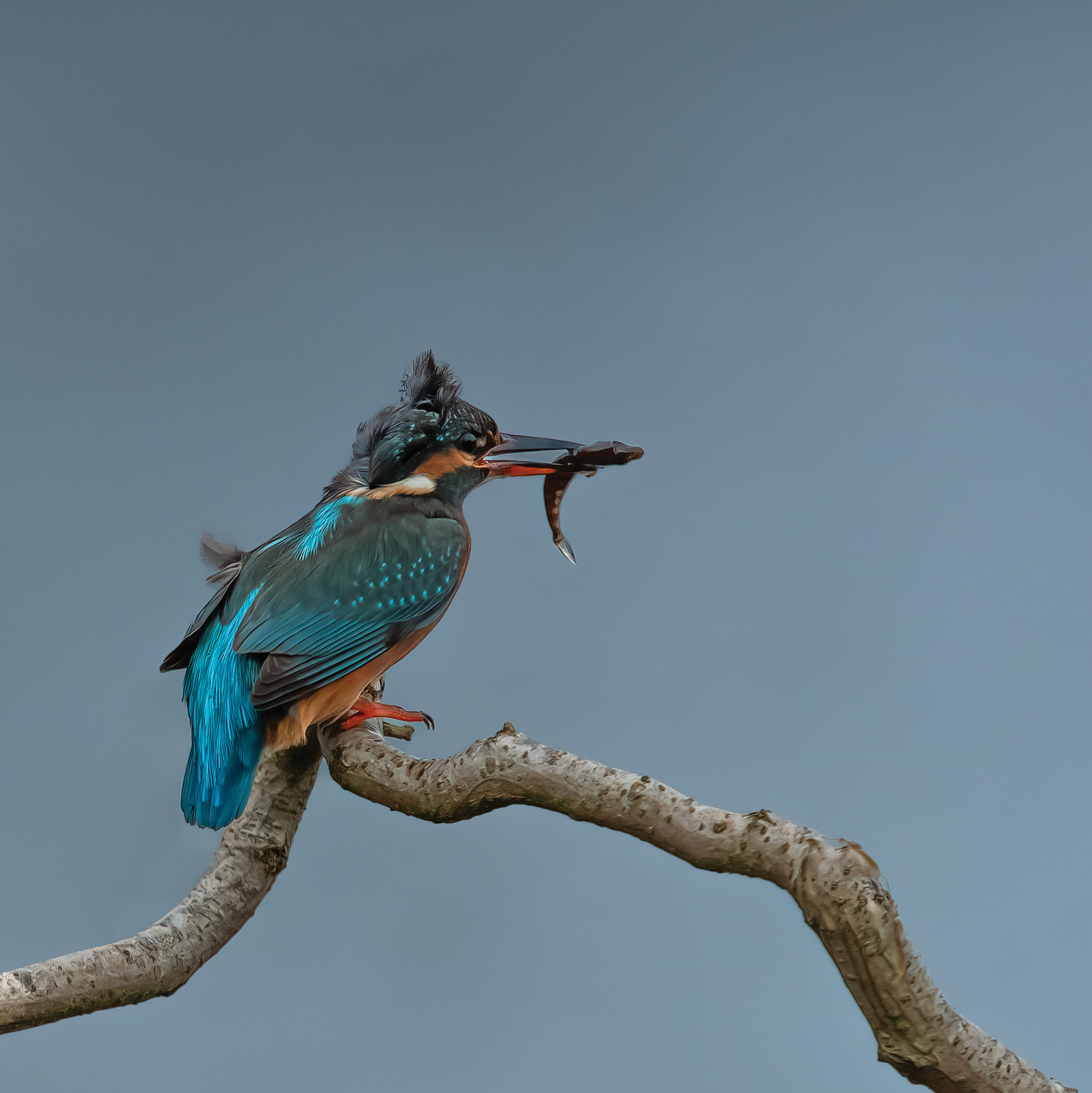 6. Kingfisher