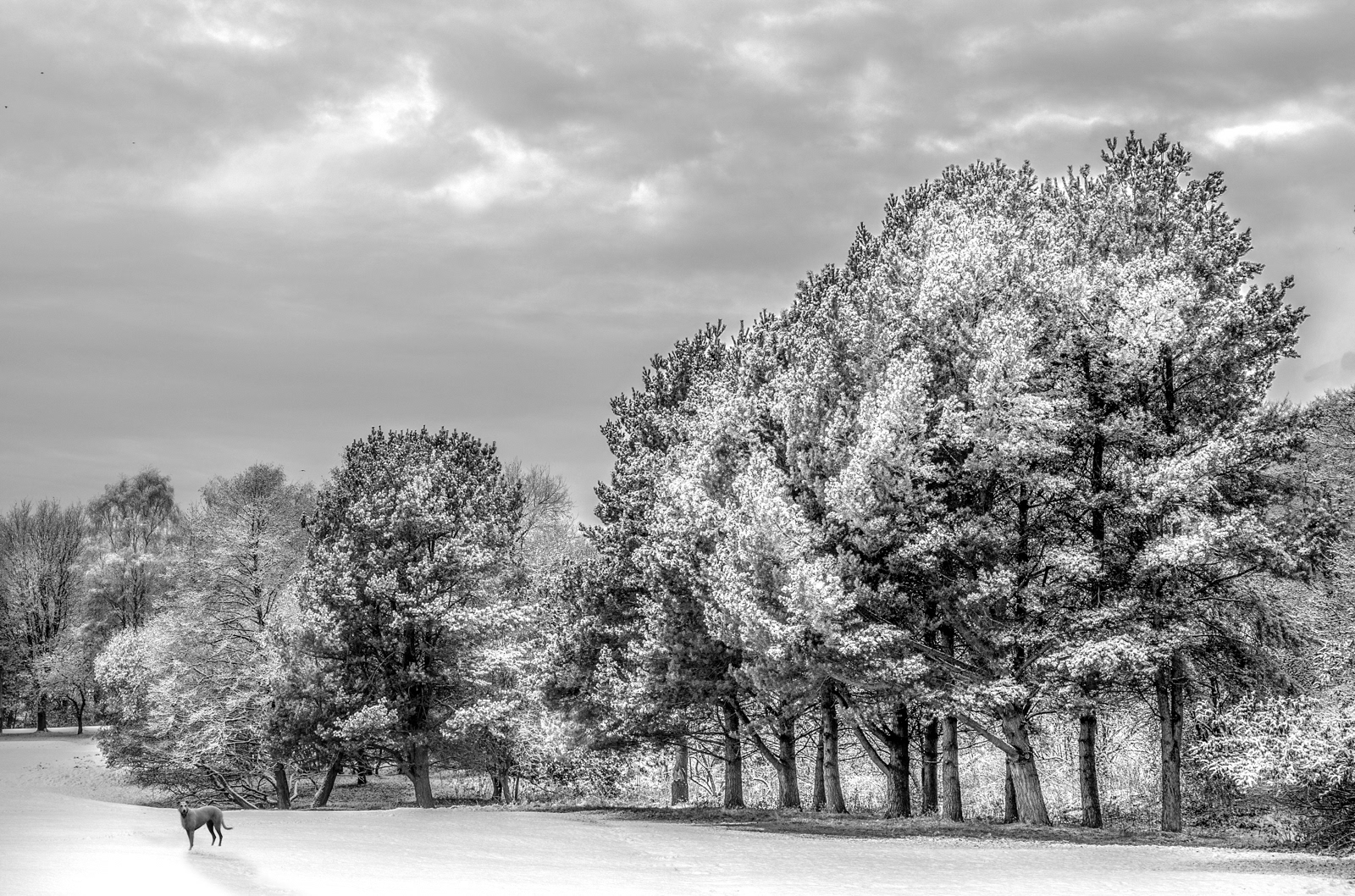 Alone in the Trees