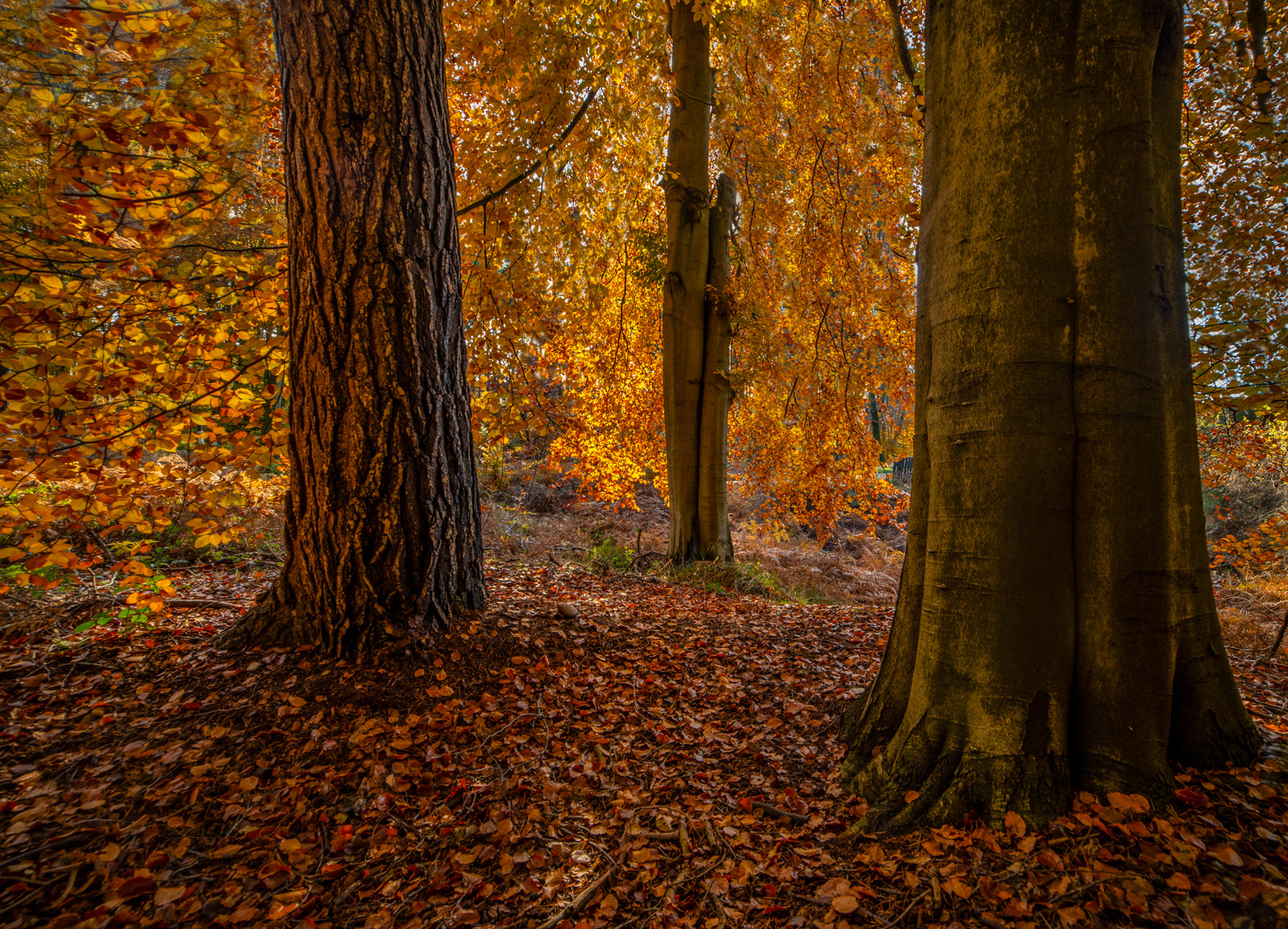Autumn Beeches