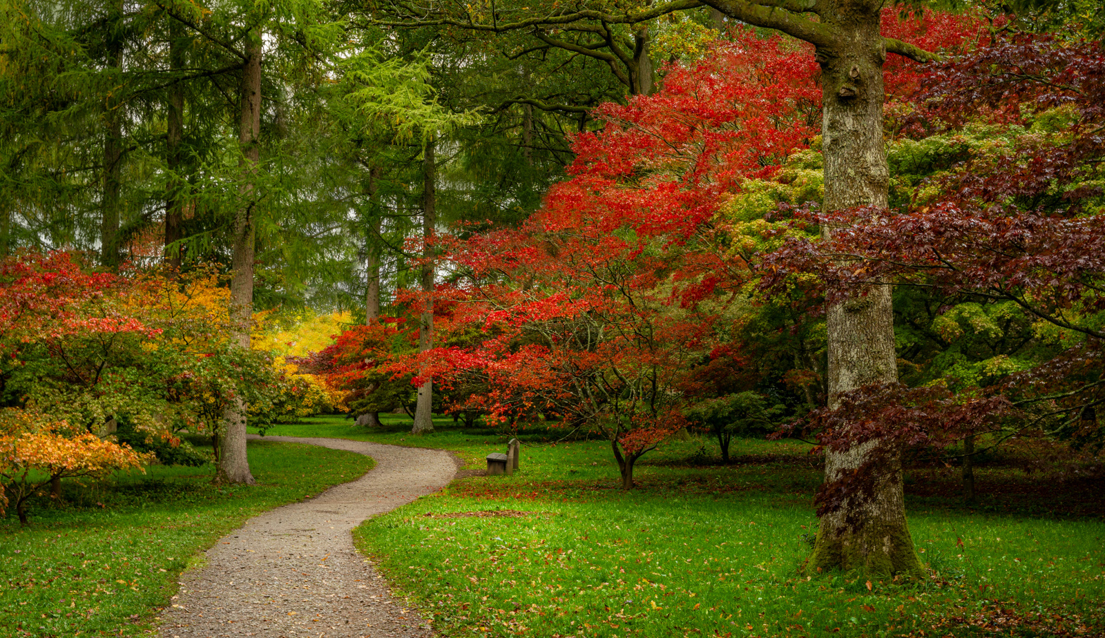 Acer Avenue