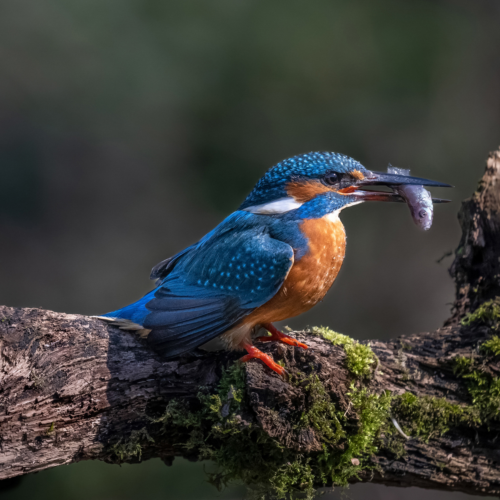 1. Kingfisher