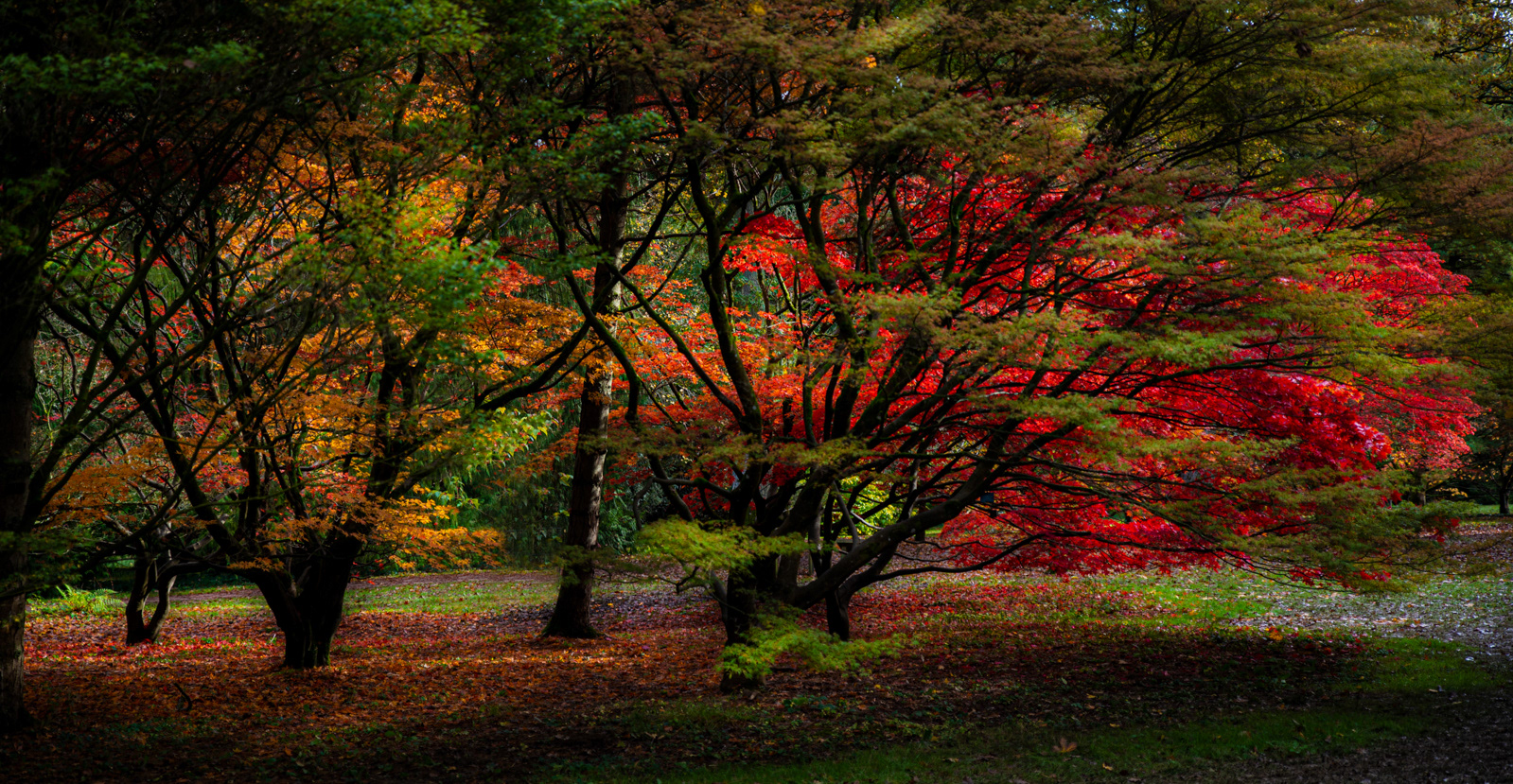Acer Fire