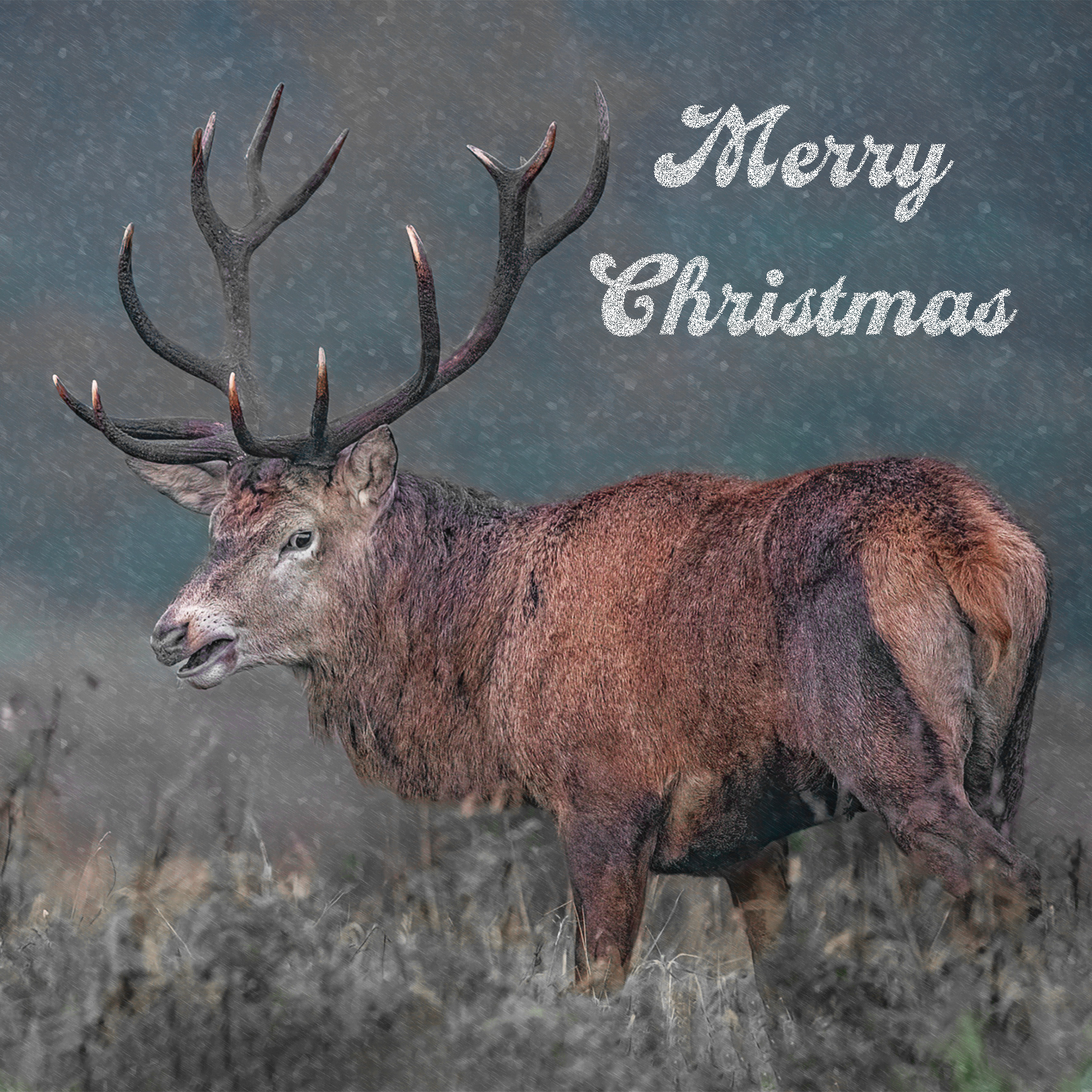 Stag in Snowstorm
