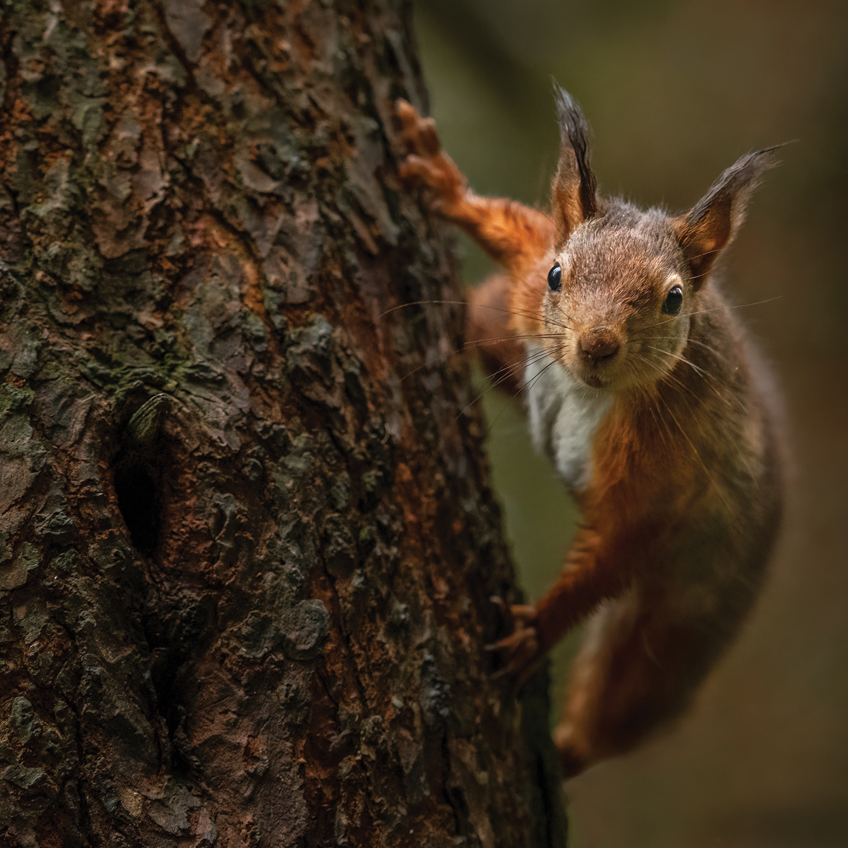 5. Squirrel