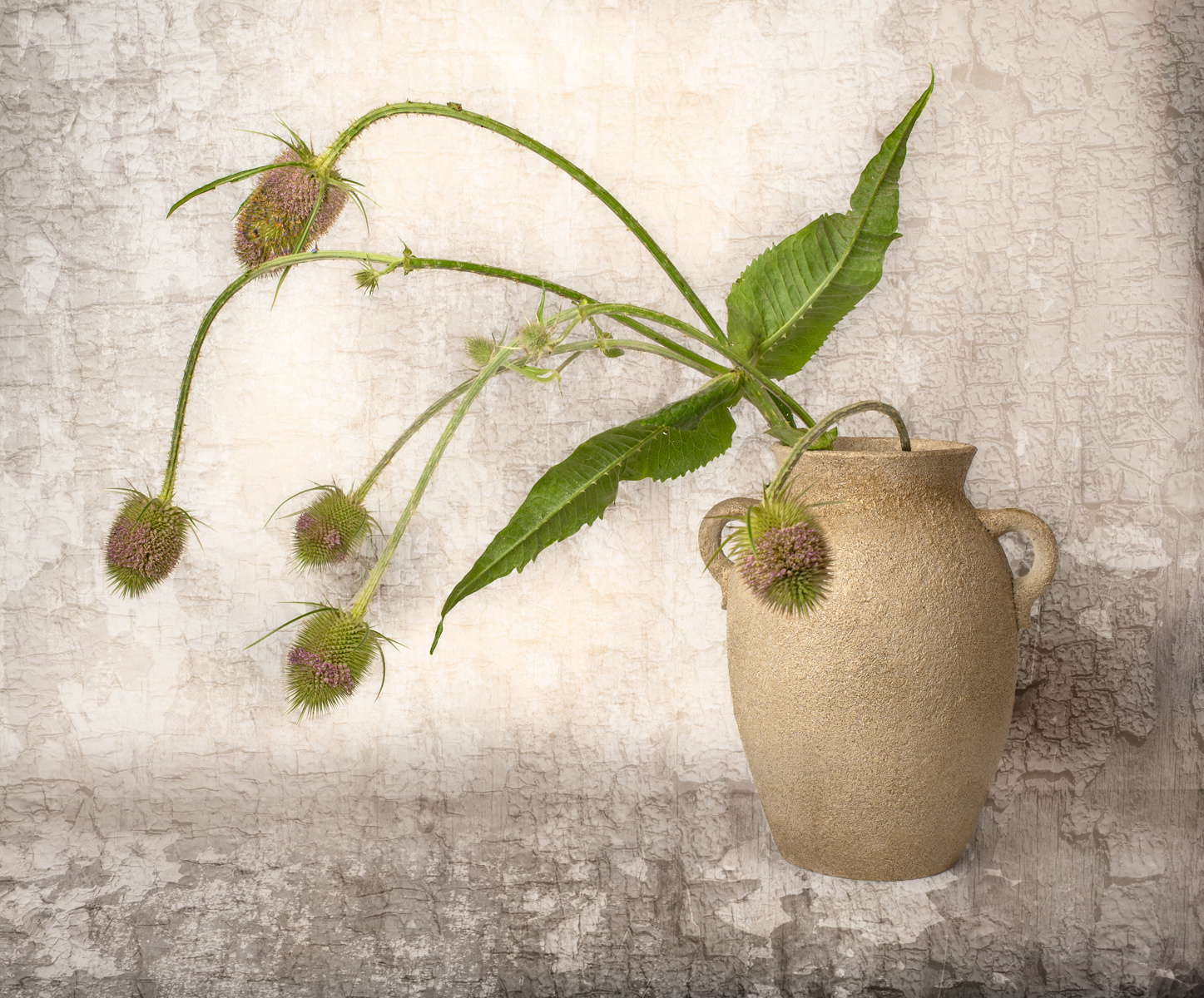 5. Teasels