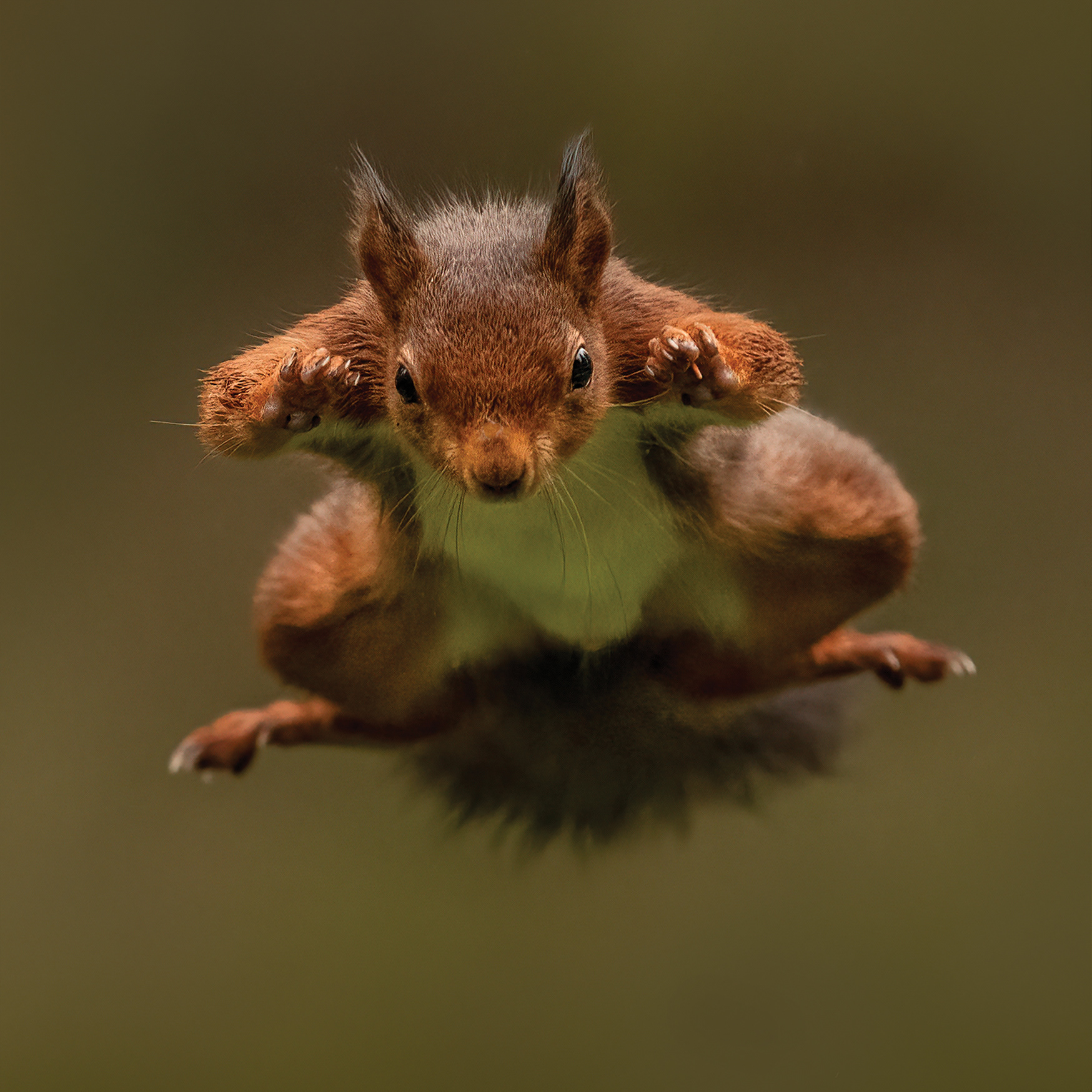 2. Squirrel