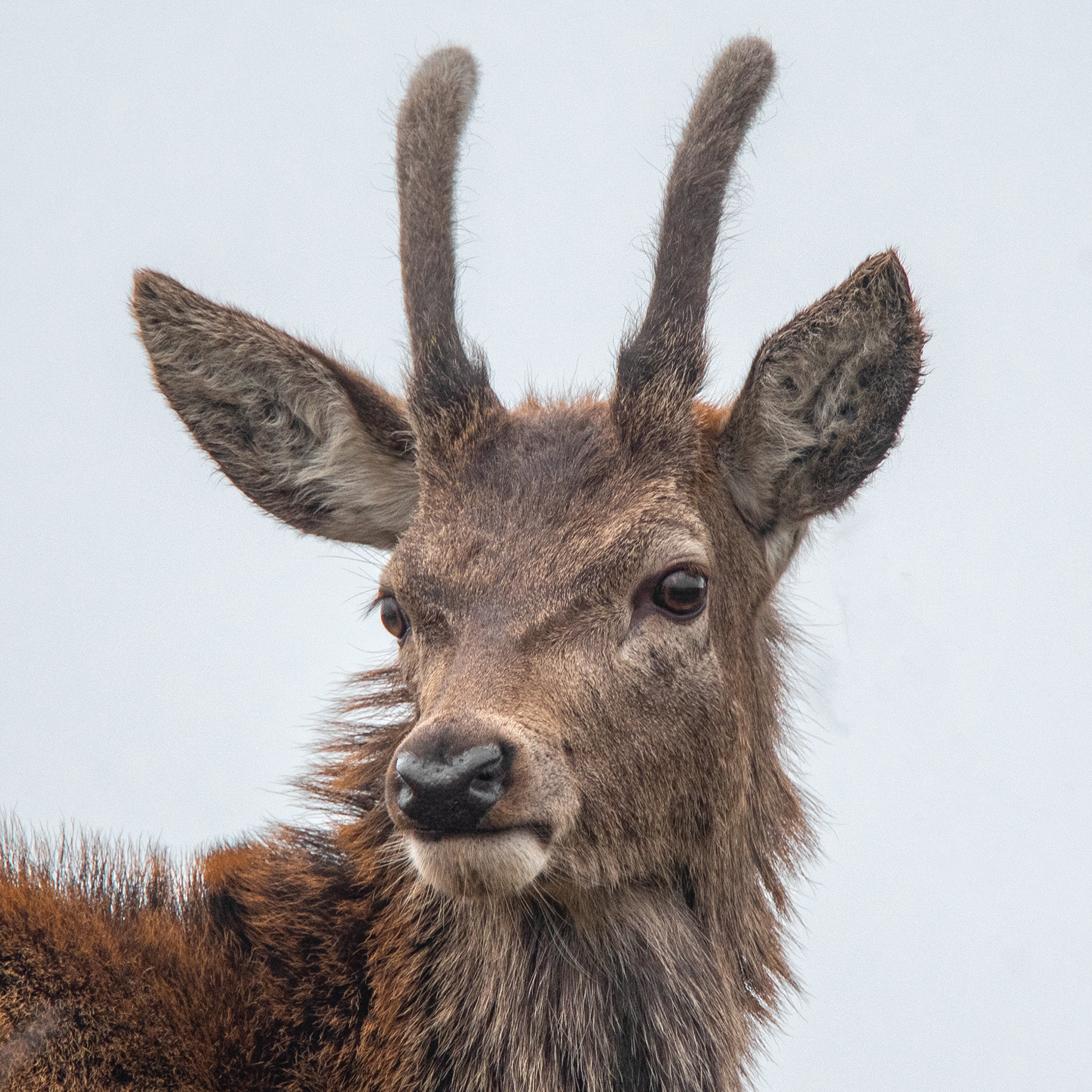1. Deer