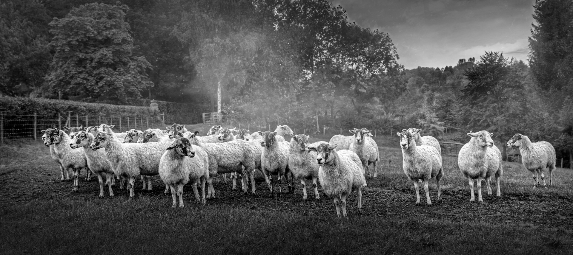 Sheep Party