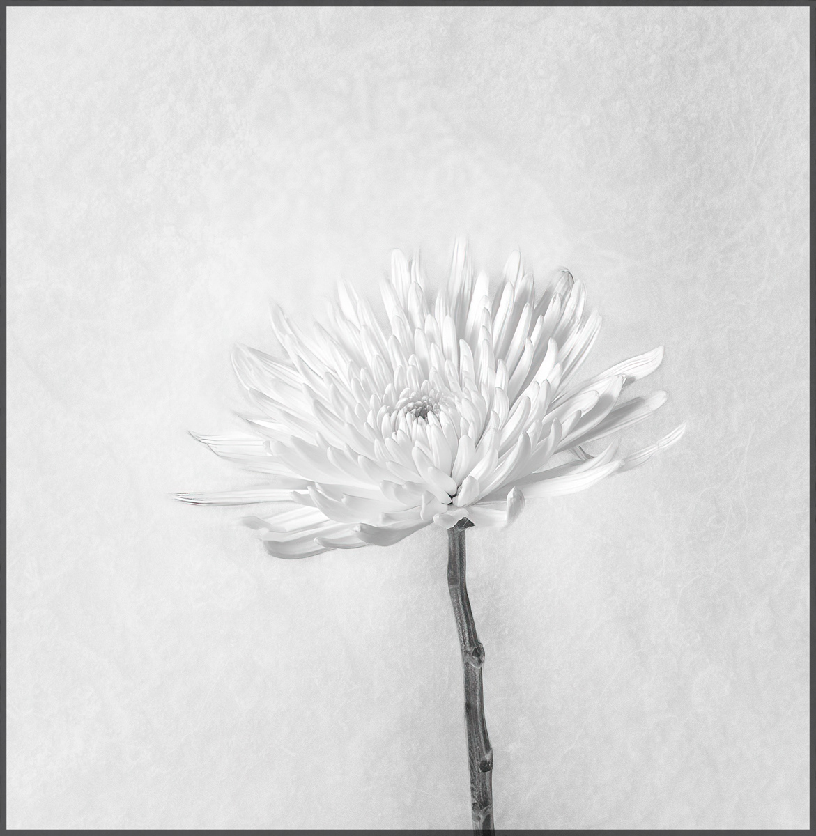 23. White Carnation