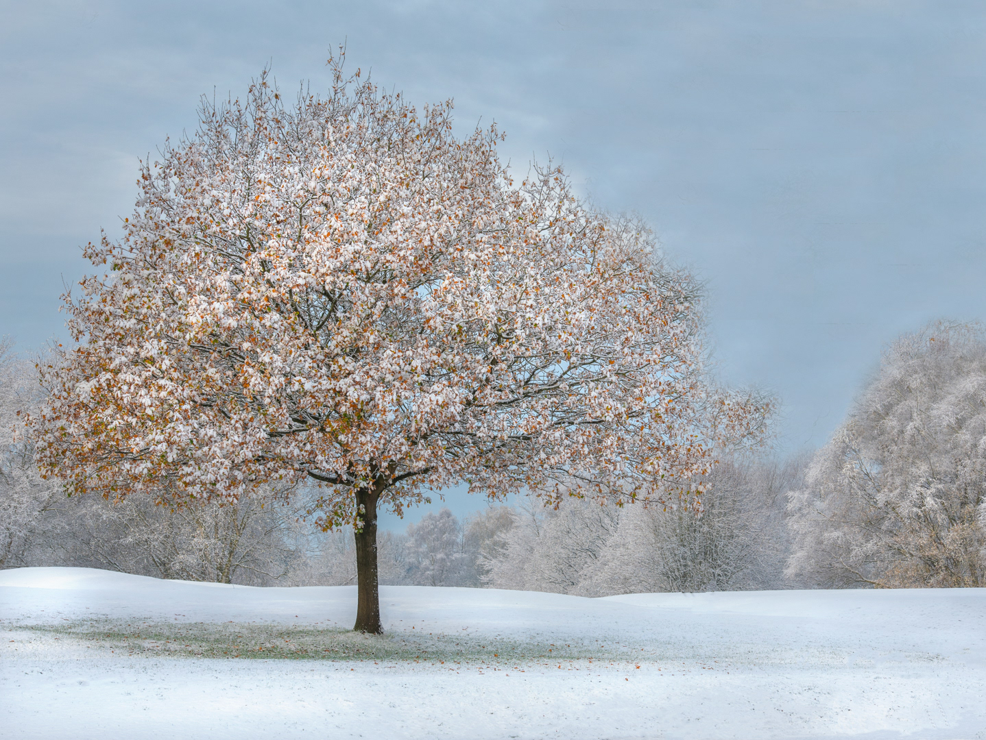 Winter Morning