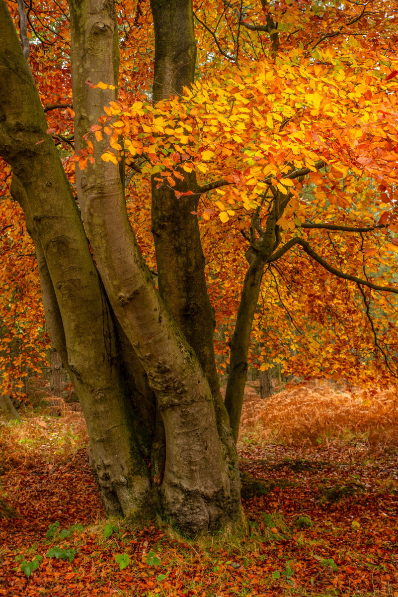 Triple Tree Delight