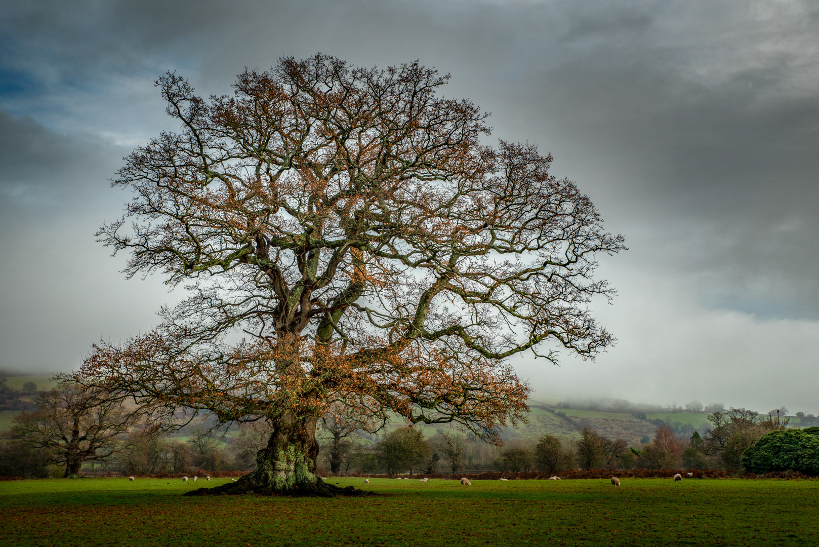 The Old Oak