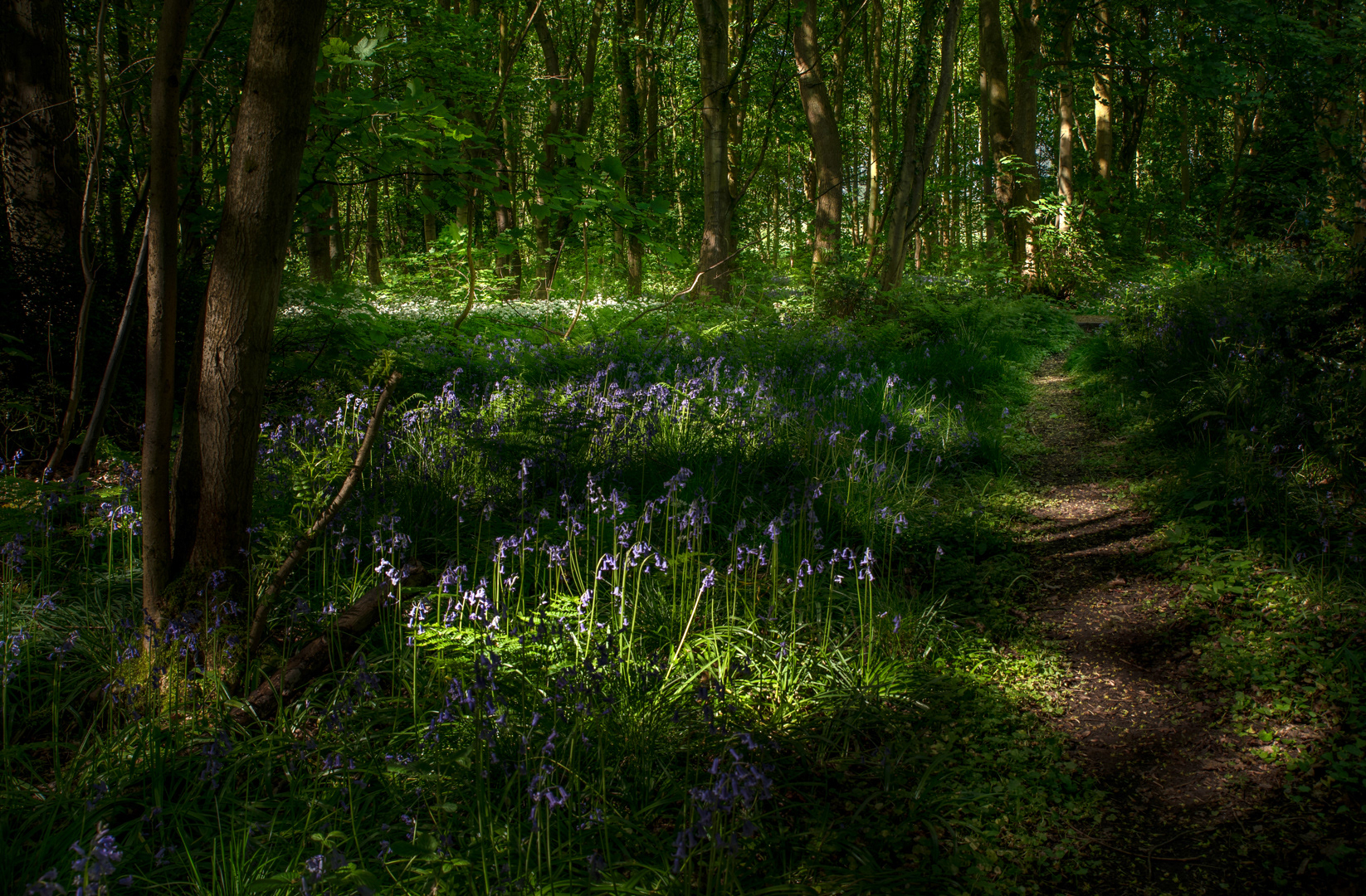 Bluebell Wood