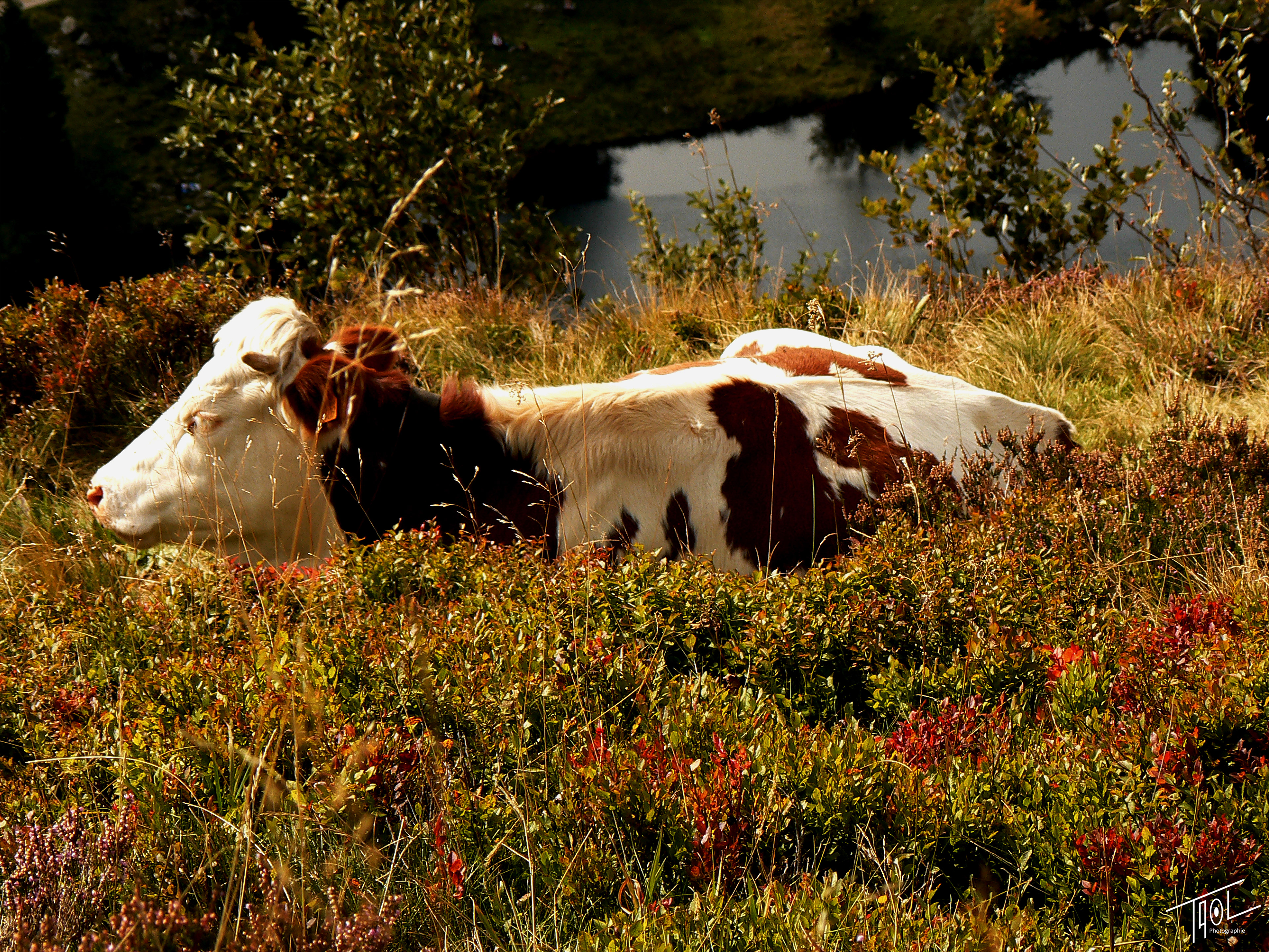 © Vaches vosgienne - 2010