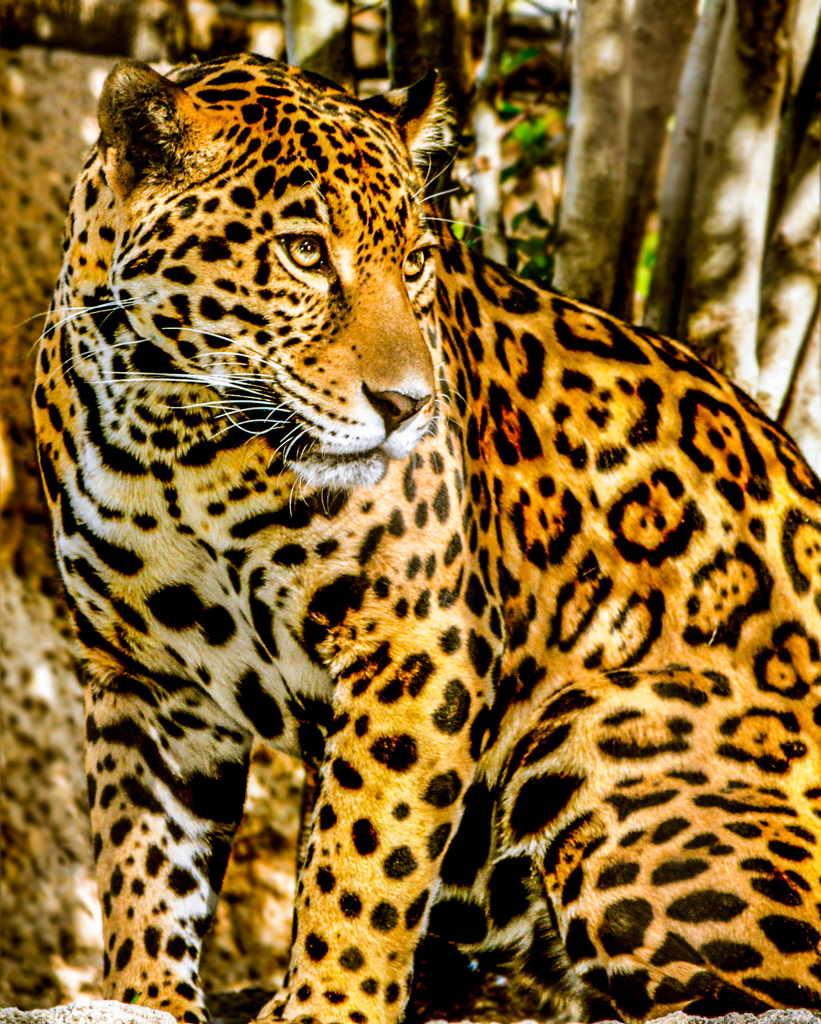 Jaguar
