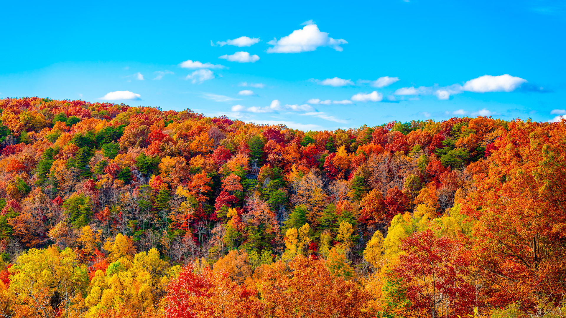 Amicalola Falls State Park, GA