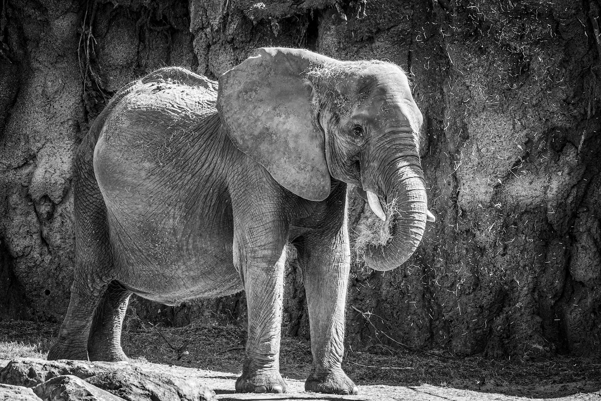 Elephant