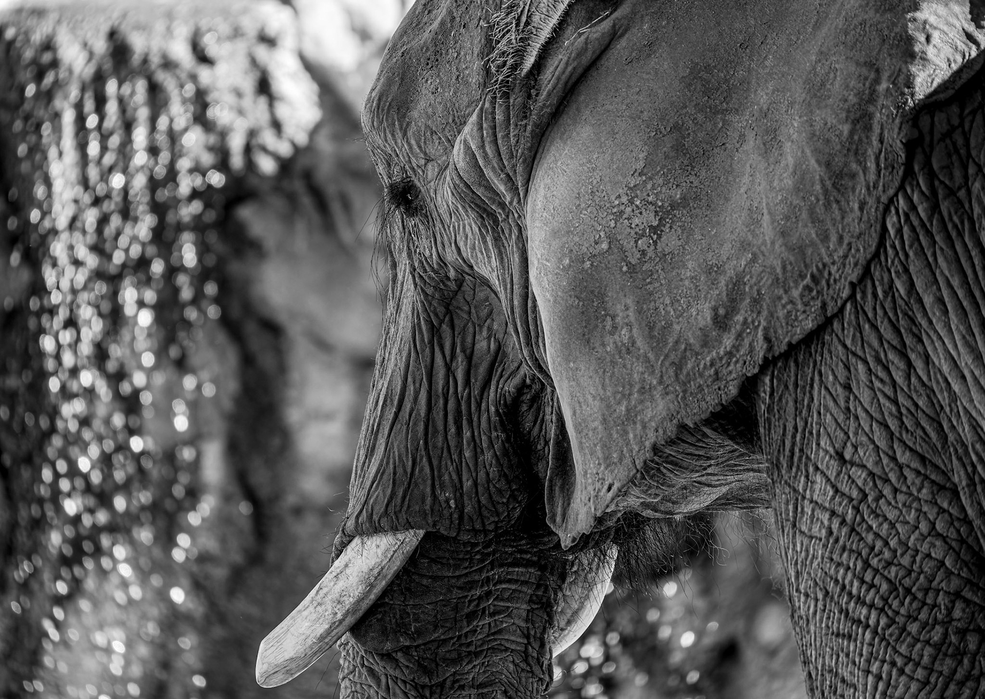Elephant