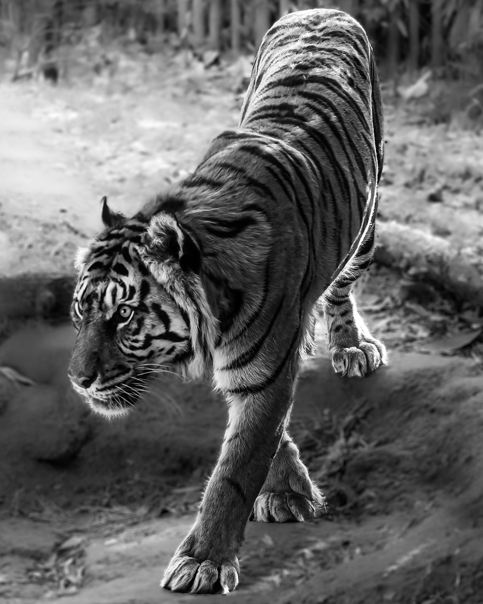 Sumatran Tiger