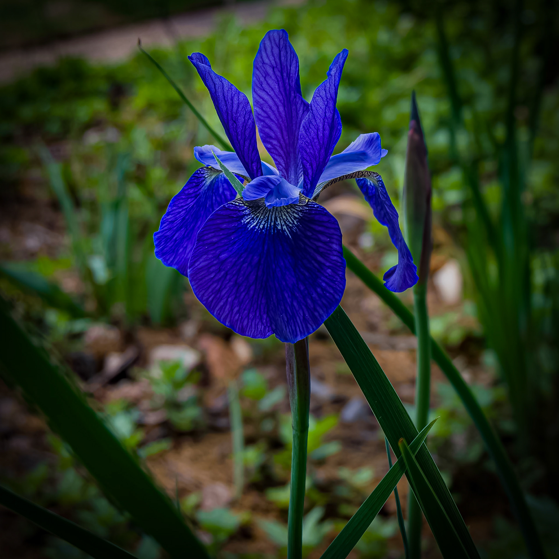 Siberian Iris